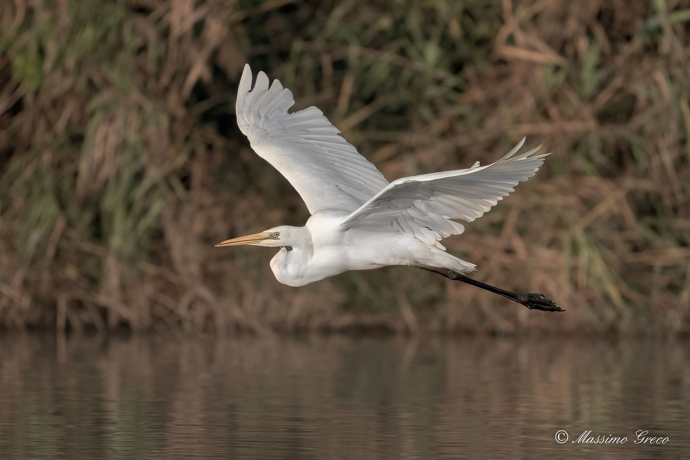Great white heron (Casmerodius albus)