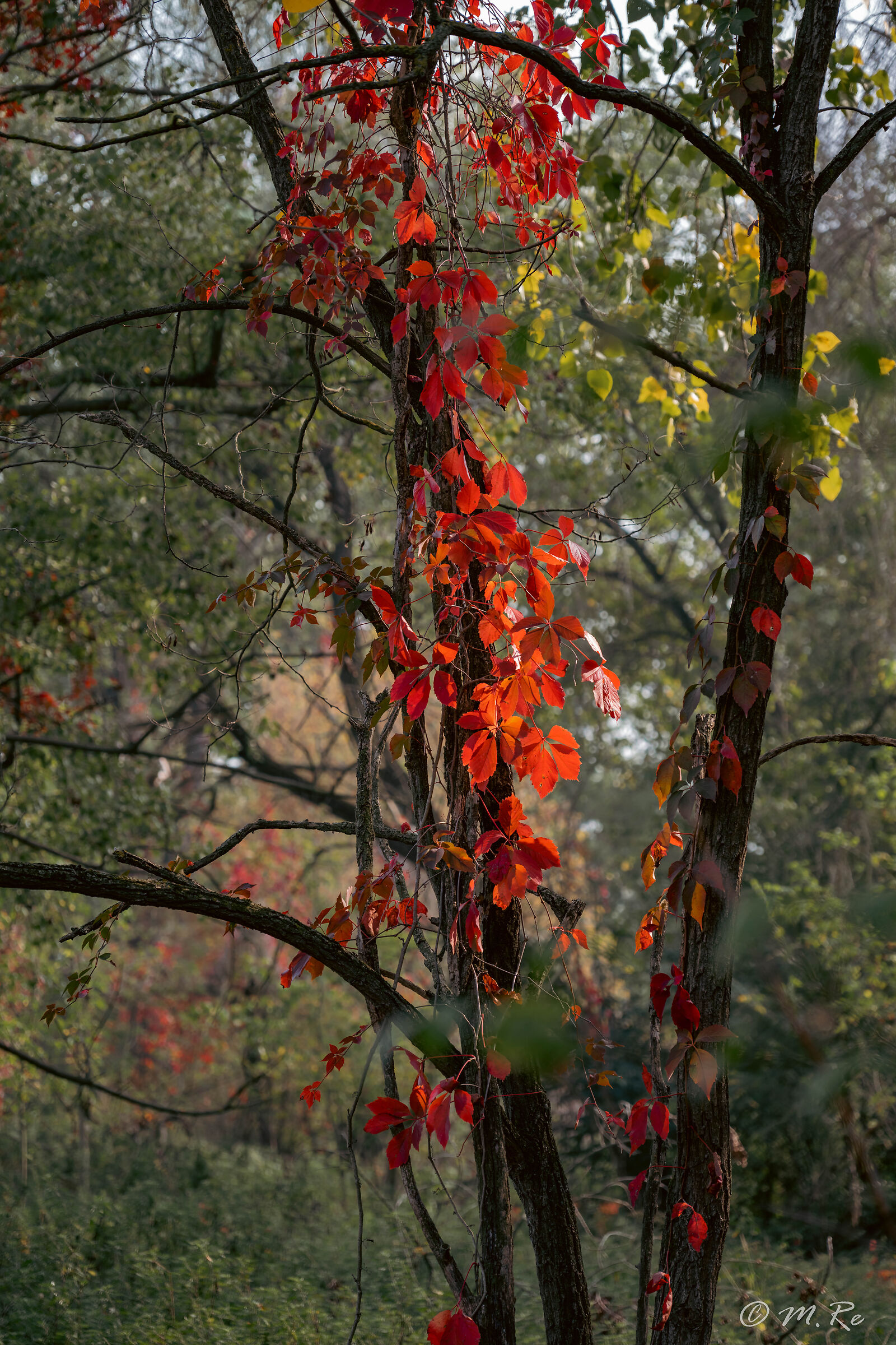 Autunno