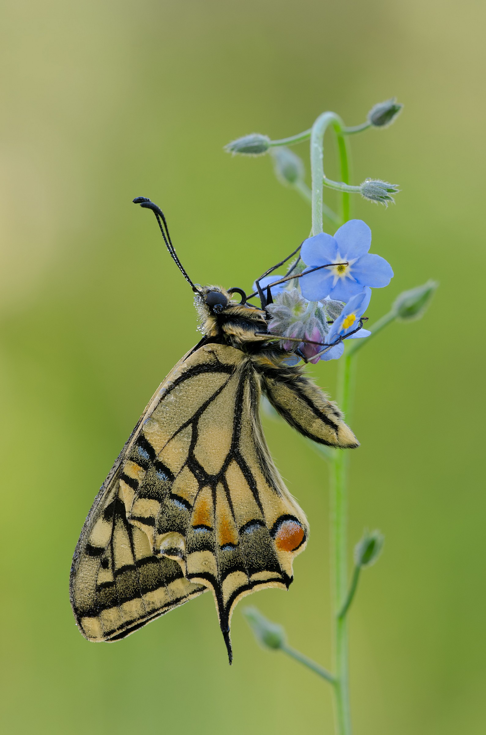 The ups and downs of Machaon