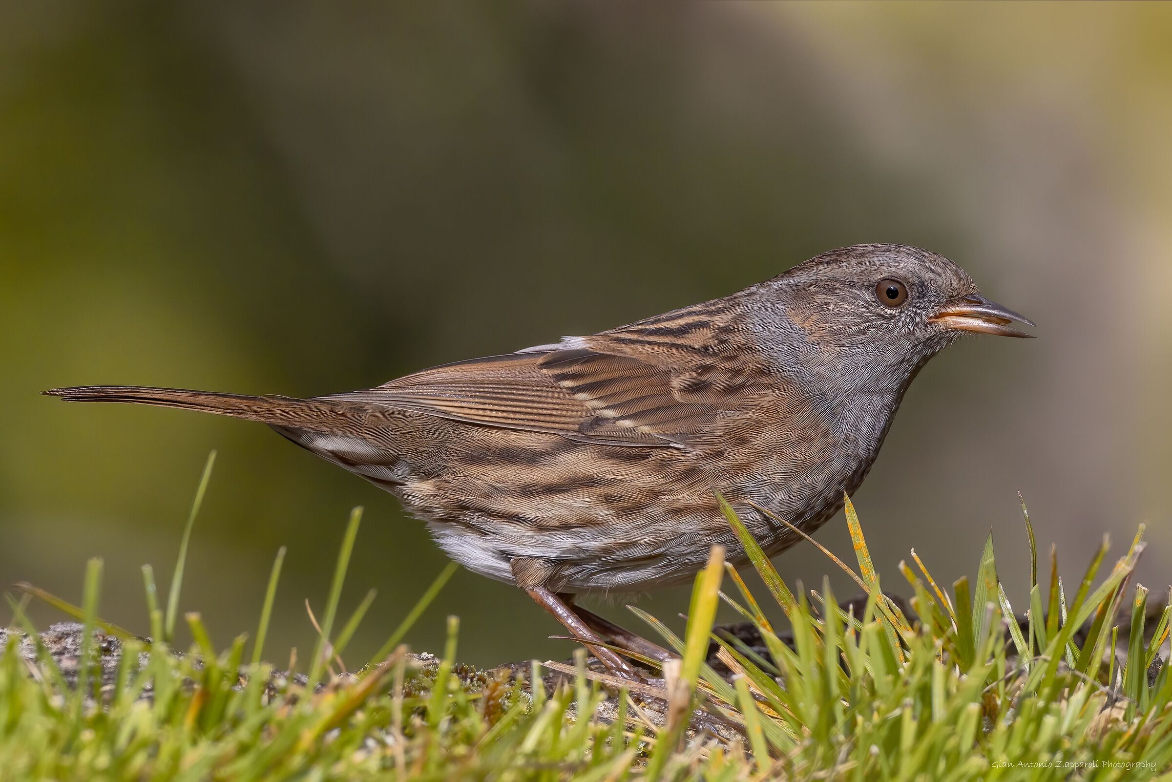 Passera scopaiola (Prunella Modularis)