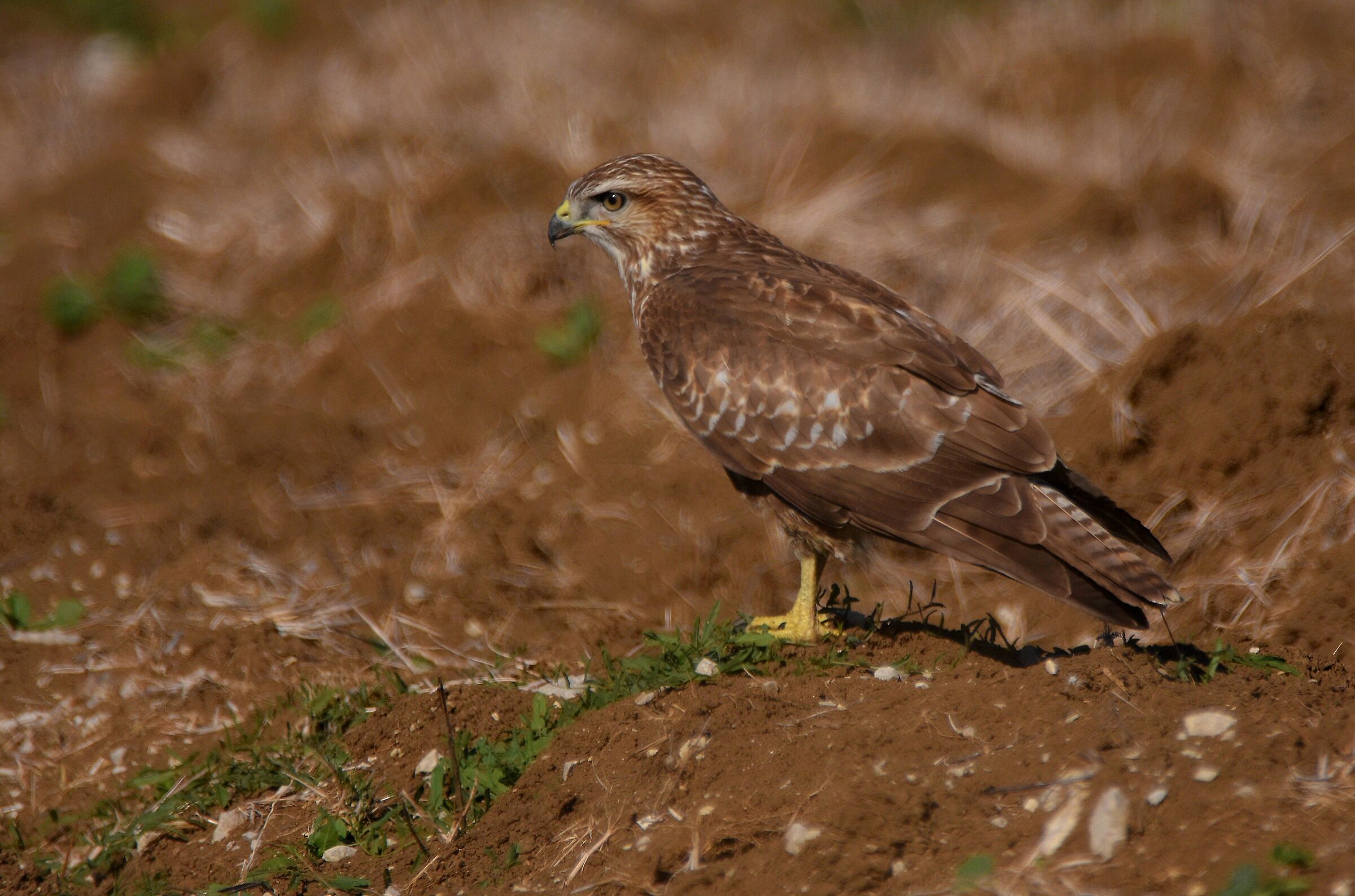 Buzzard (Buteo buteo)