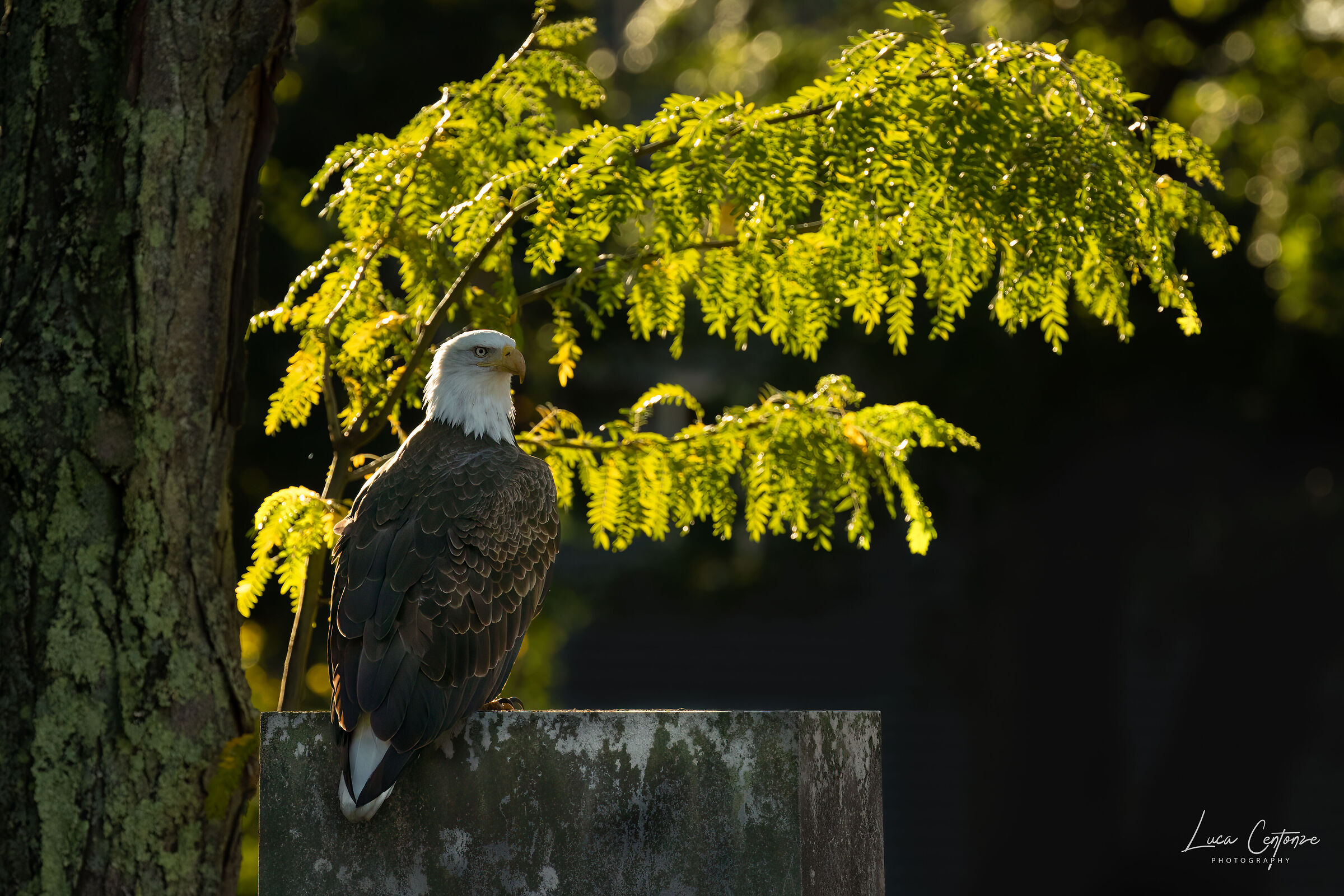 Bald Eagle (Haliaeetus leucocephalus) femmina adulto