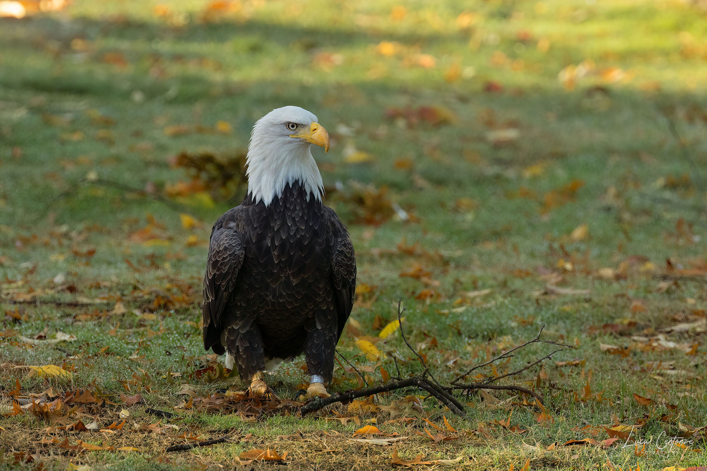 Bald Eagle (Haliaeetus leucocephalus) femmina adulto
