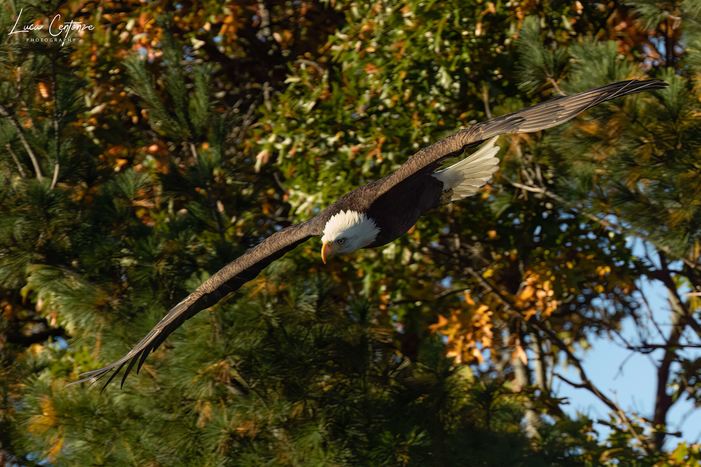 Bald Eagle (Haliaeetus leucocephalus) femmina adulto