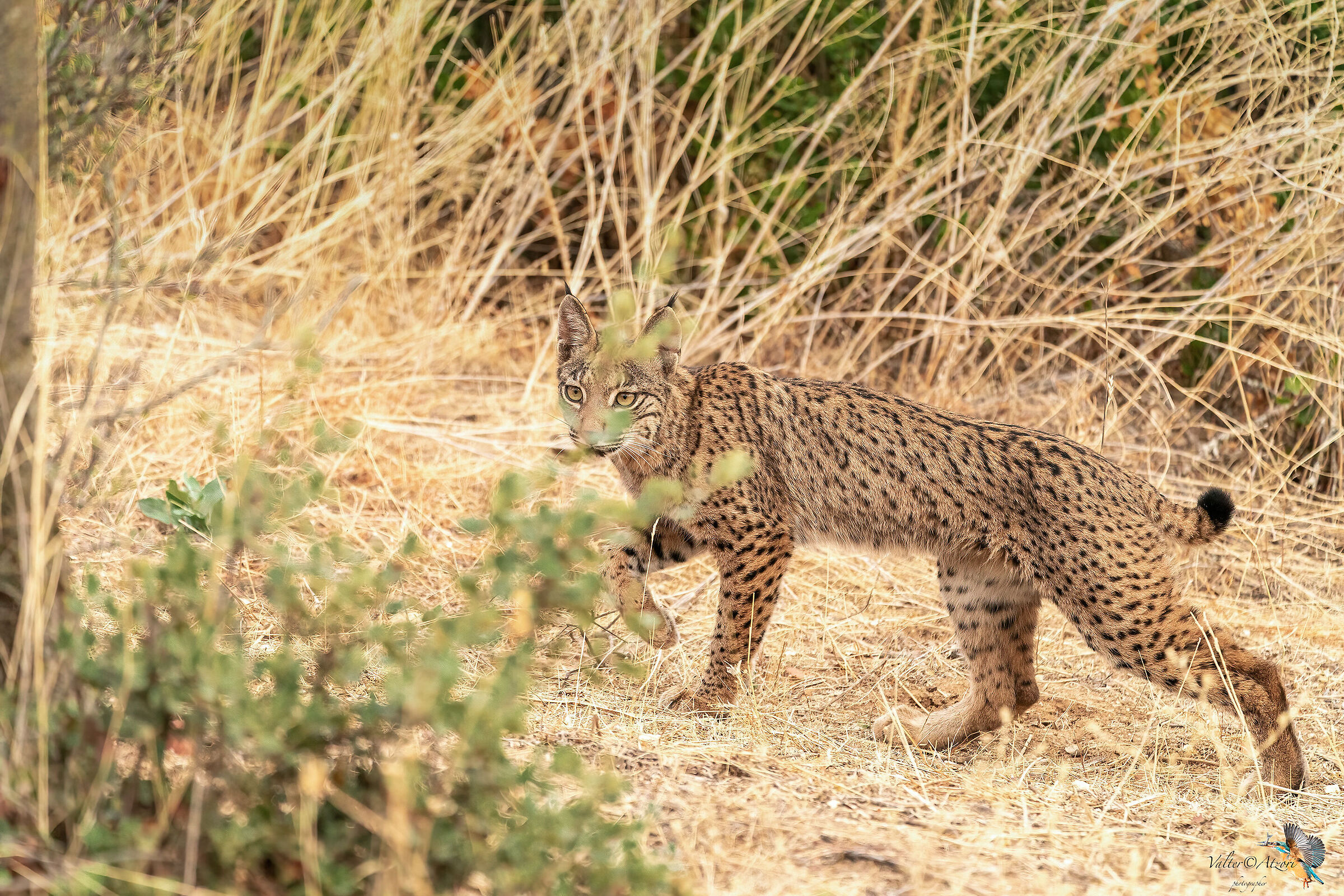 Cucciolo femmina di Lince in caccia