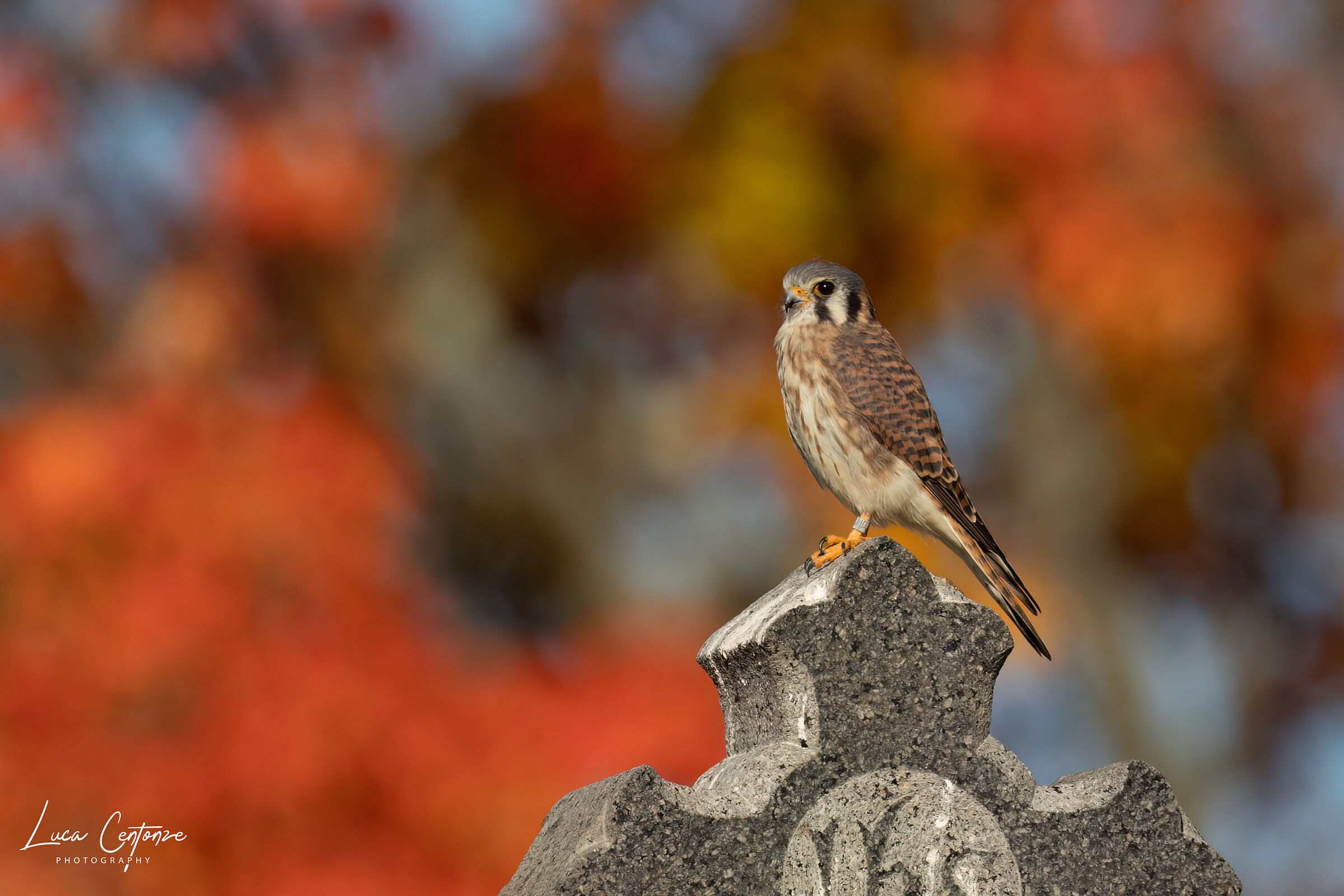 American Kestrel (Falco sparverius) female