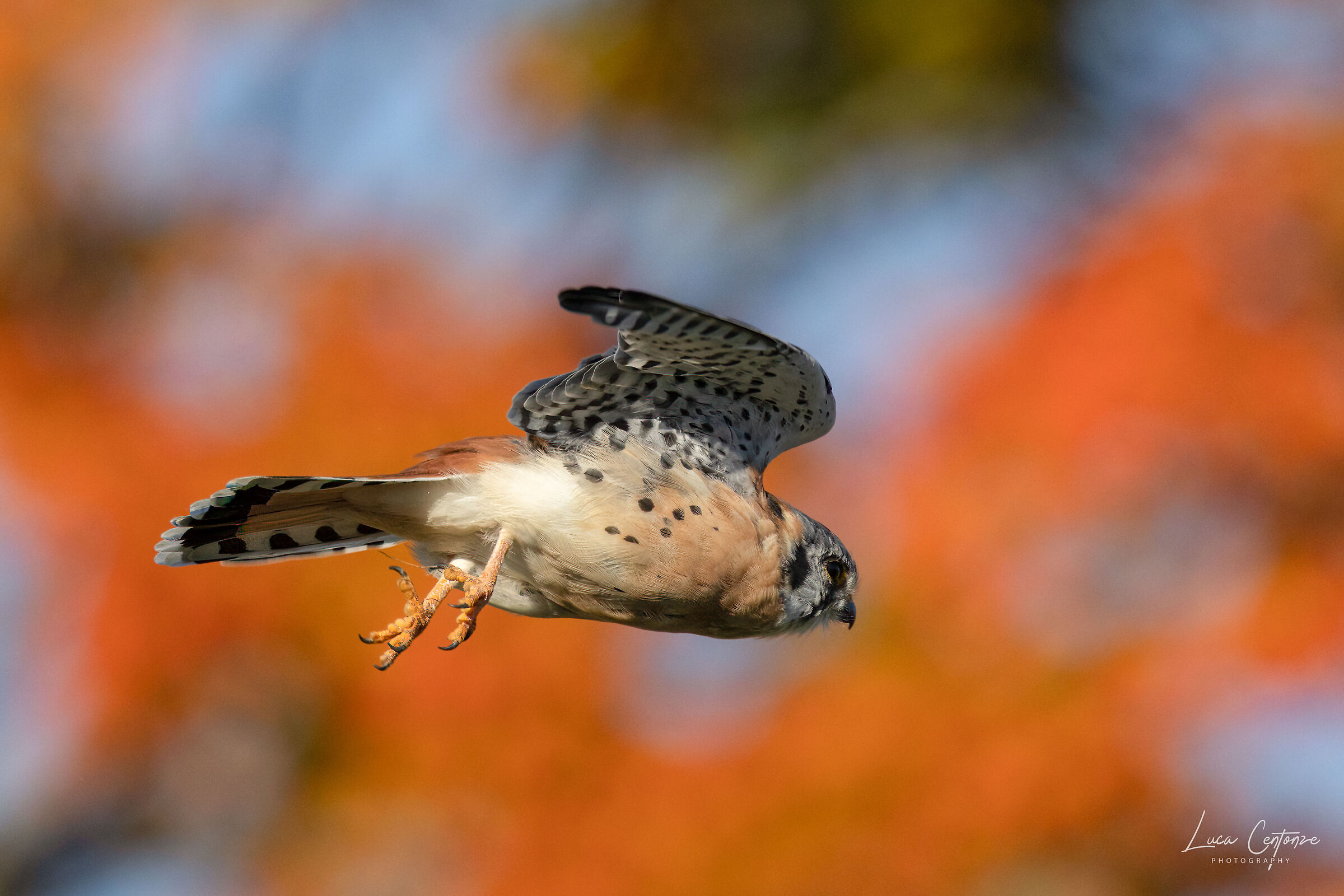 American Kestrel (Falco sparverius) male