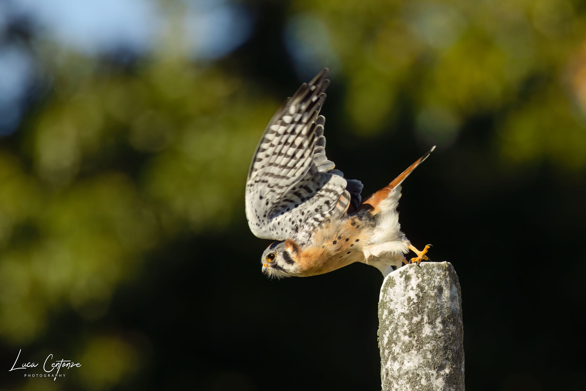 American Kestrel (Falco sparverius) male