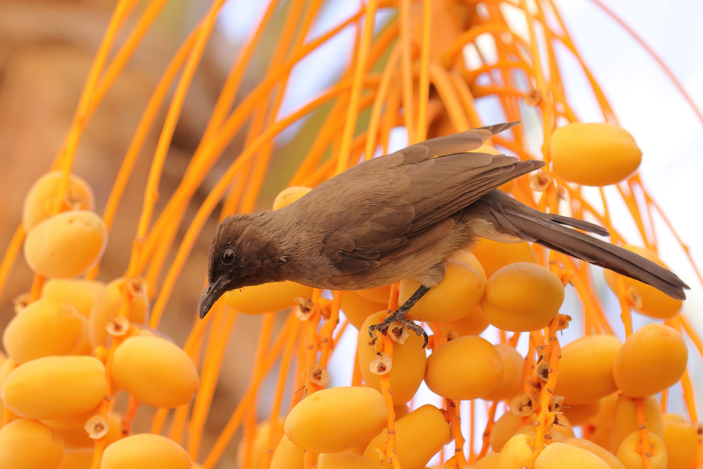 Bulbul throat