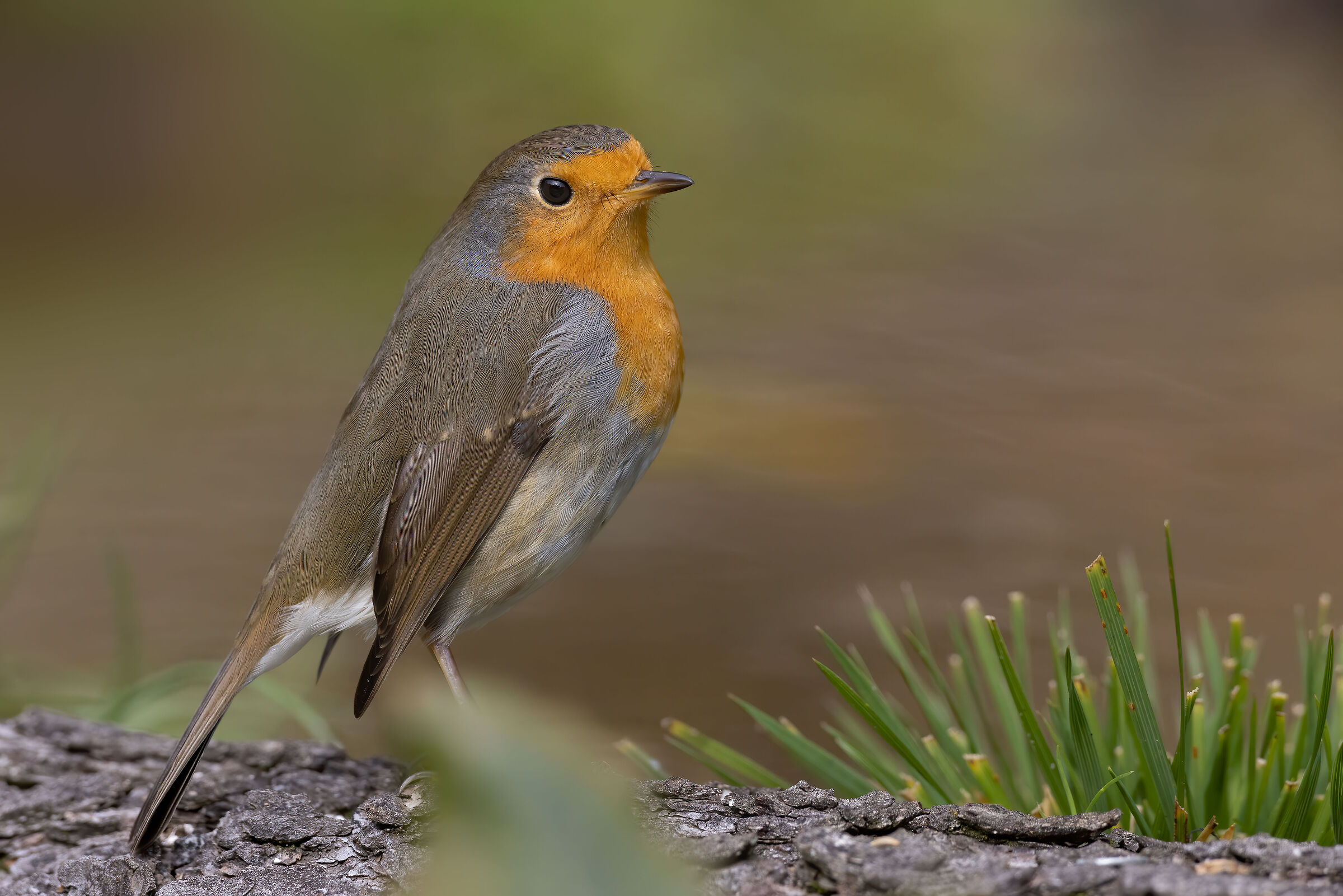 Un banale Pettirosso molto da vicino