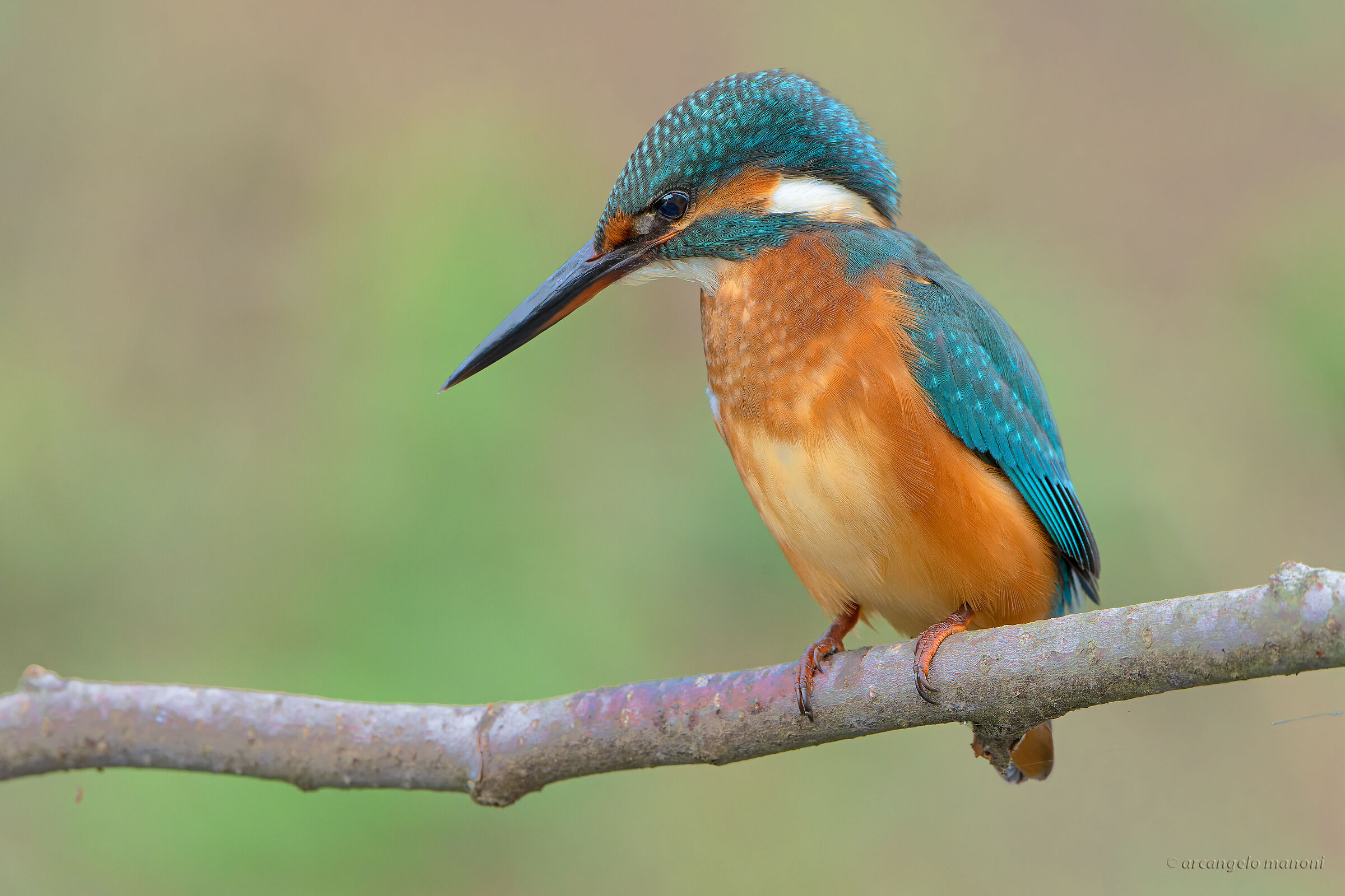 Una martina in October 2022