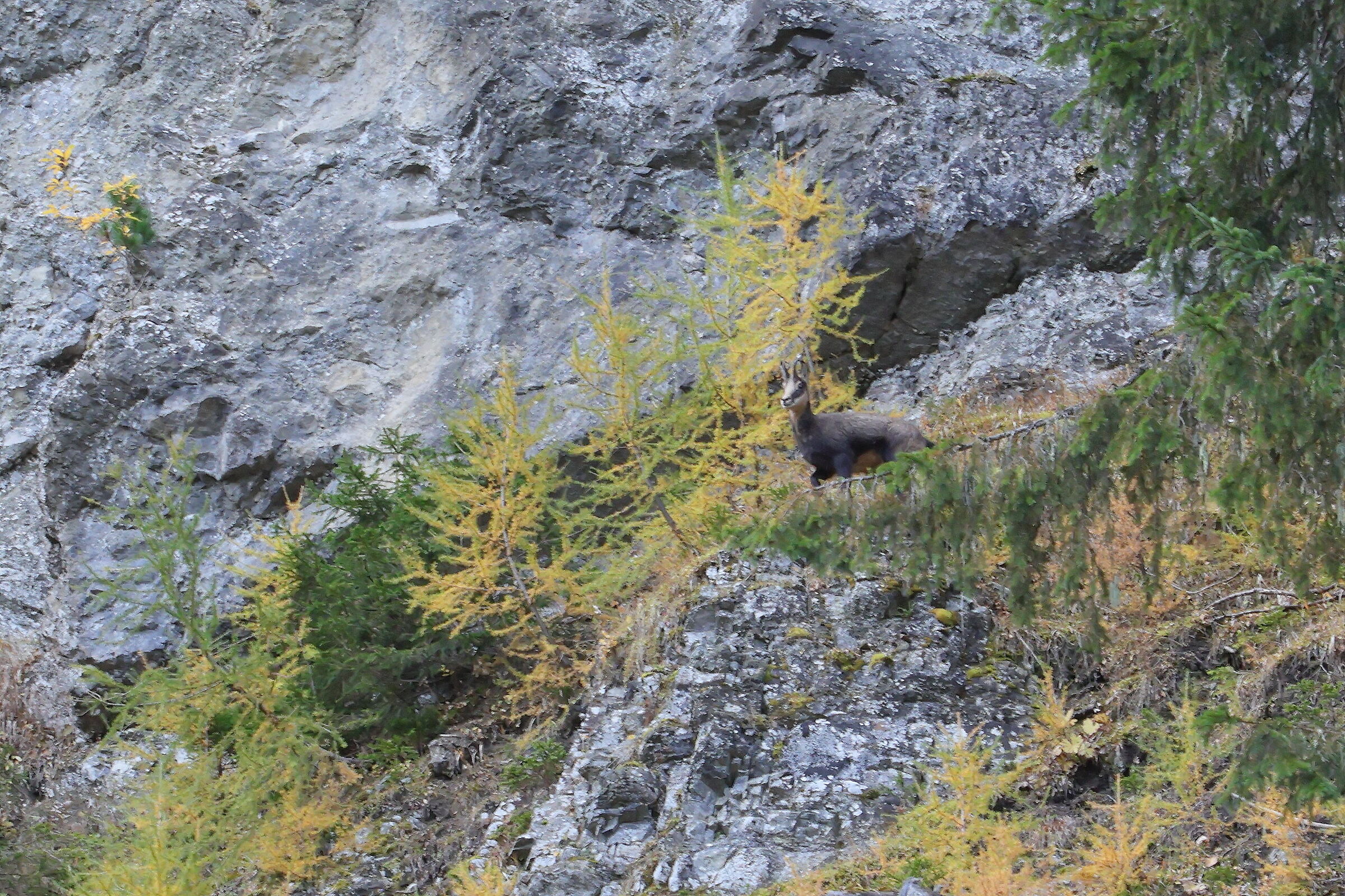 camoscio sui prati dell'Armentara