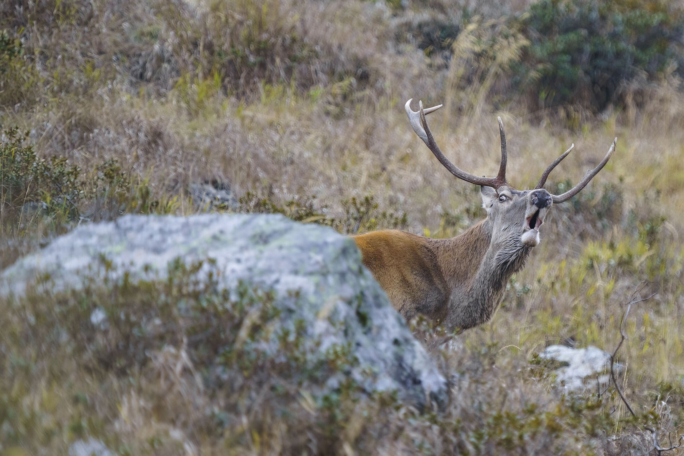 Bramito Carnic Alps