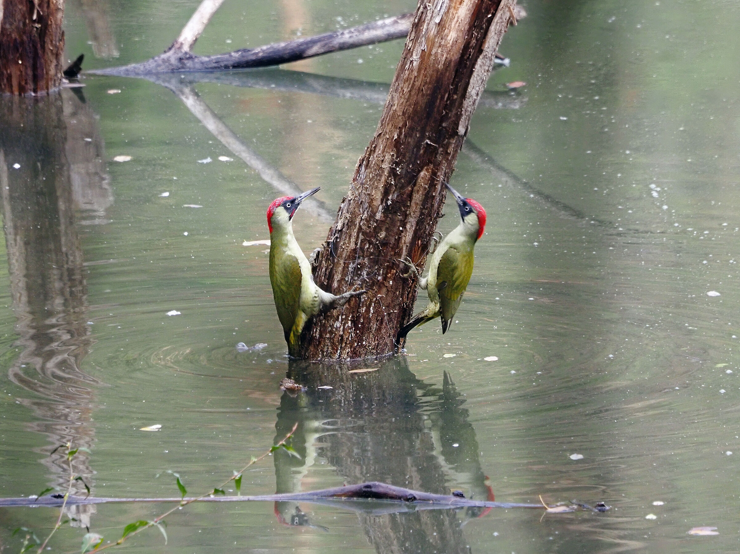 Green Woodpecker (twins)
