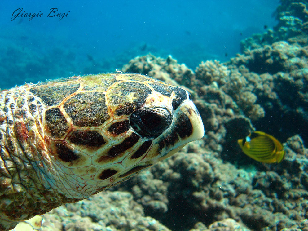 Tartaruga embricata con pesce farfalla Procione