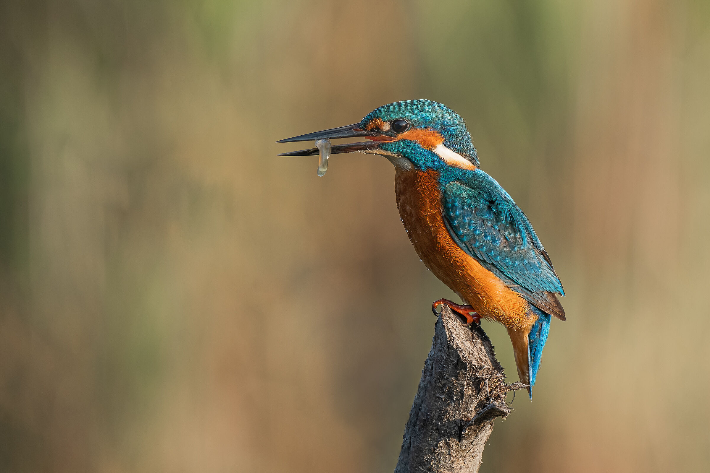 male kingfisher