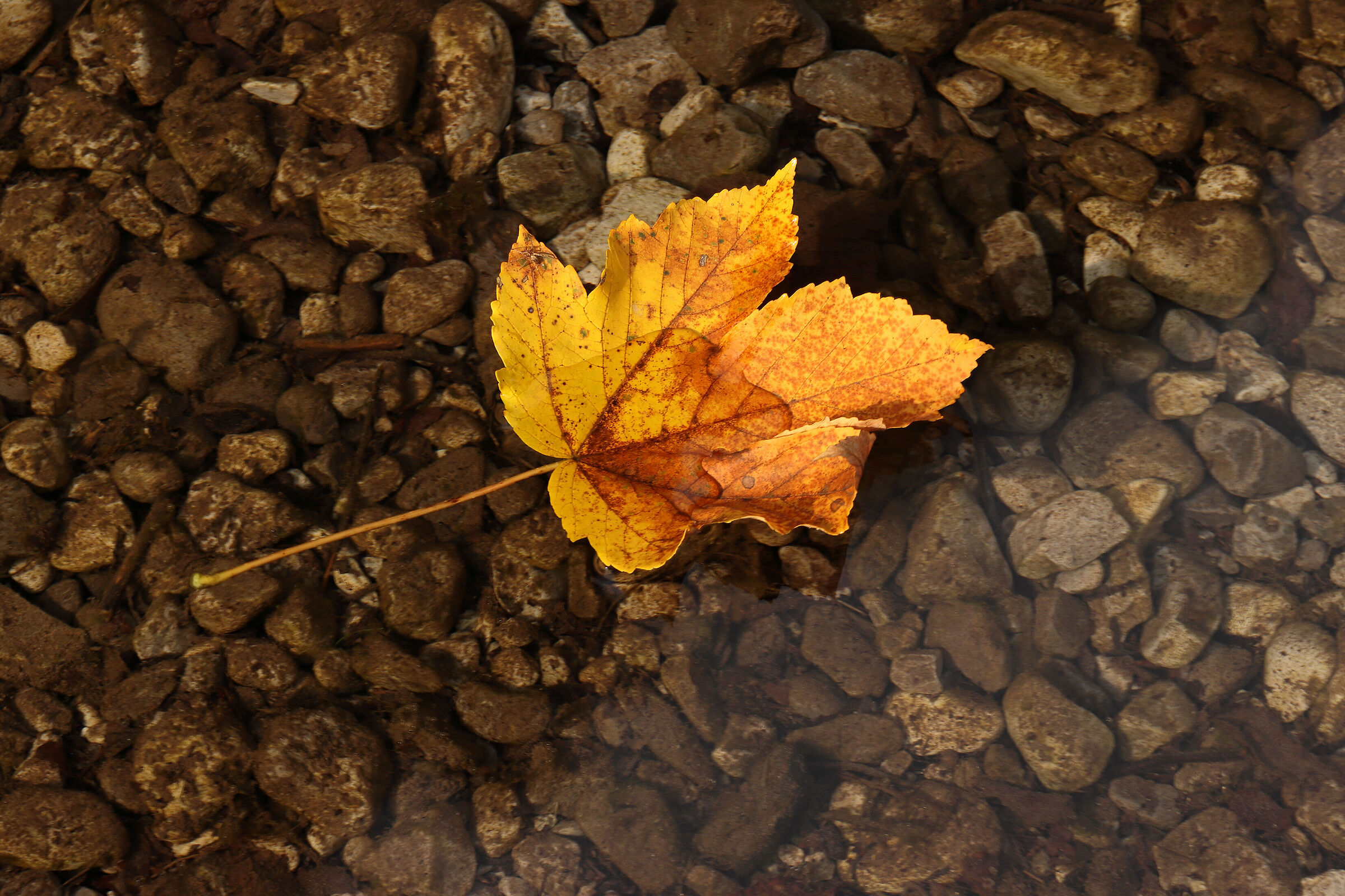 Valvertova- the first yellow leaves -