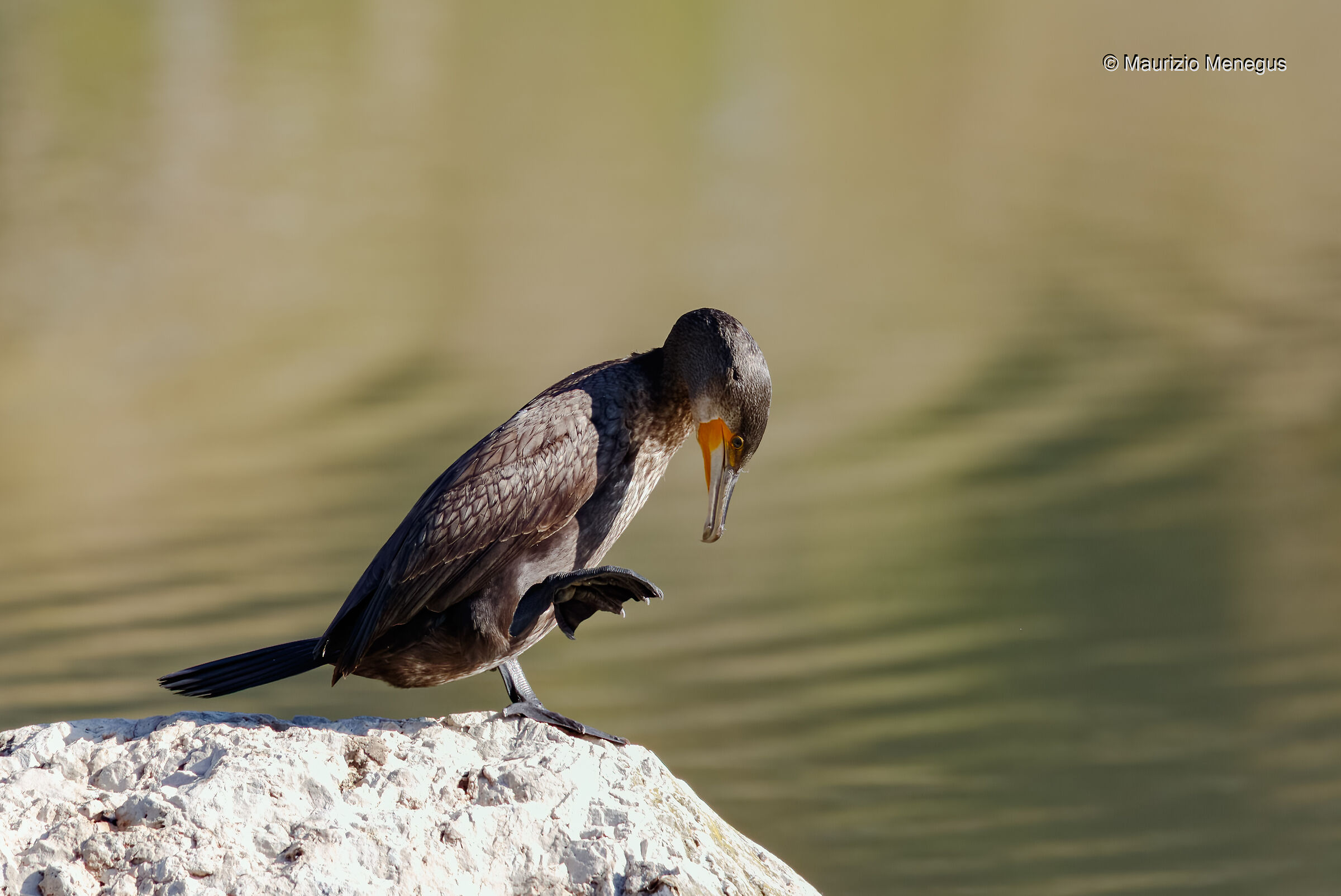 Cormorano su lago dolomitico