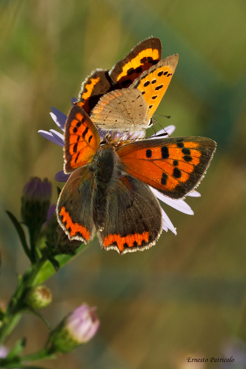 Pair of Lycaena phlaeas