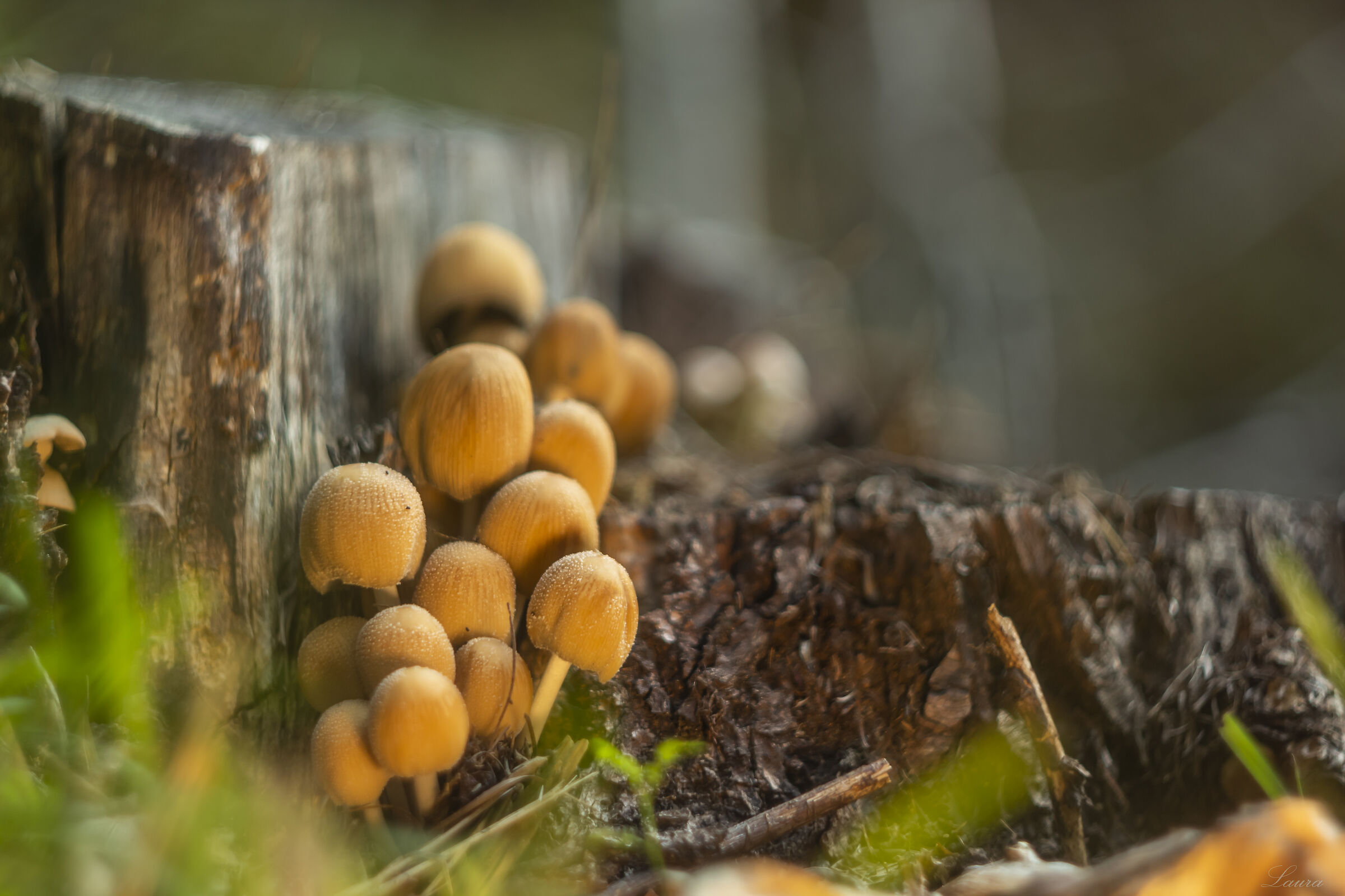 Undergrowth