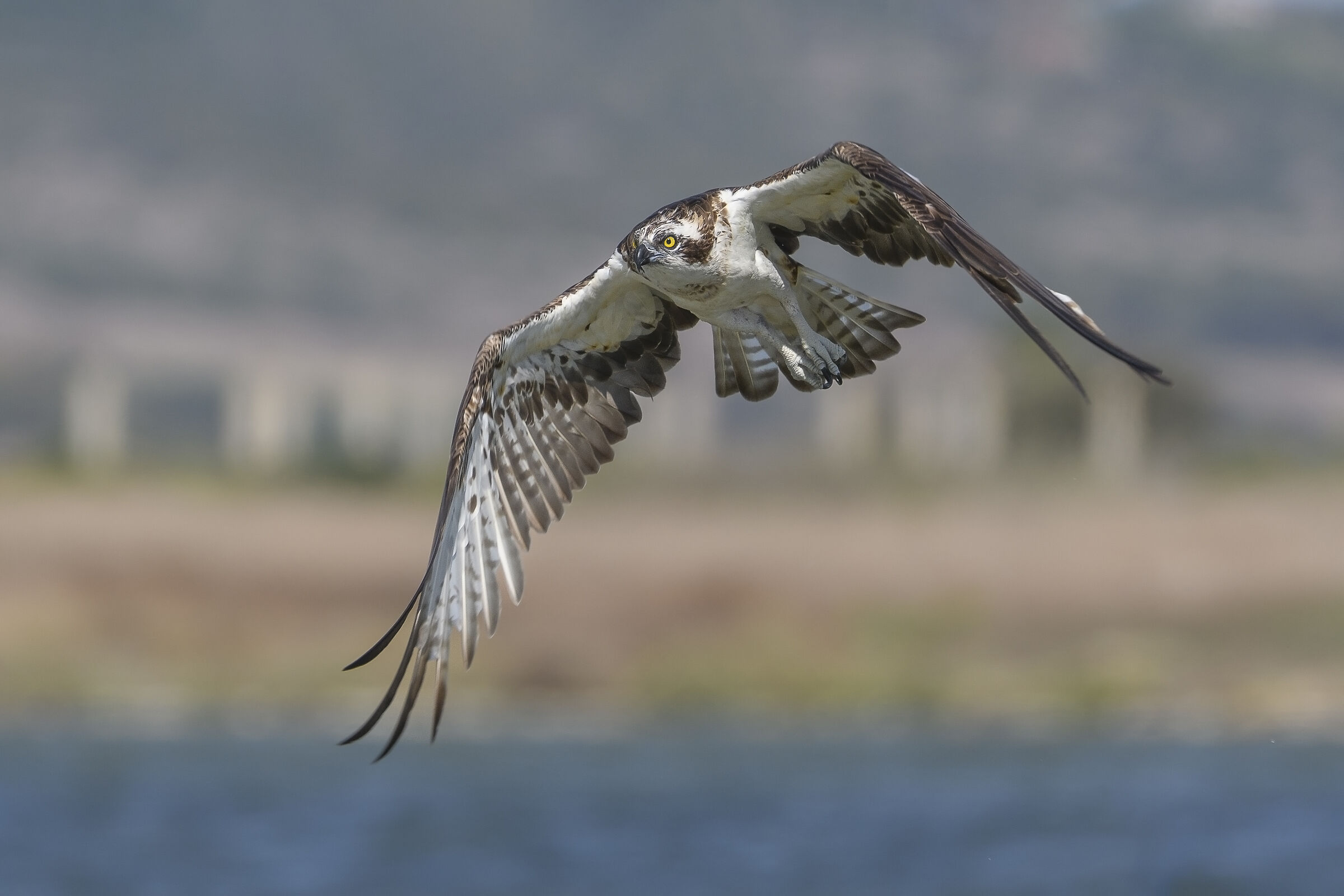 Falco pescatore