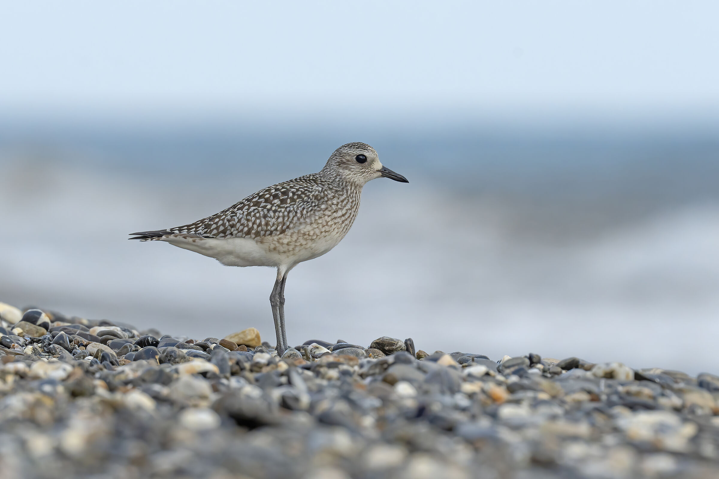 Pivieressa...in riva al mare..