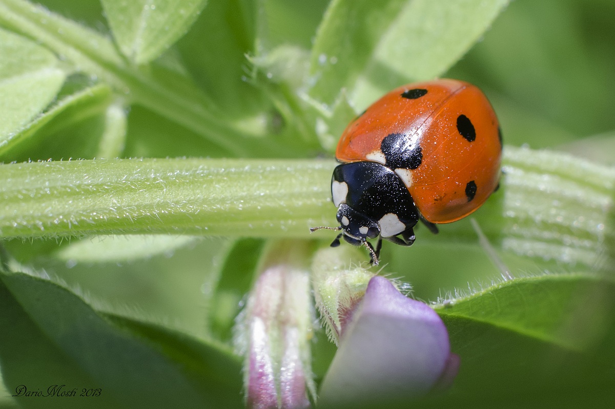 Ladybug