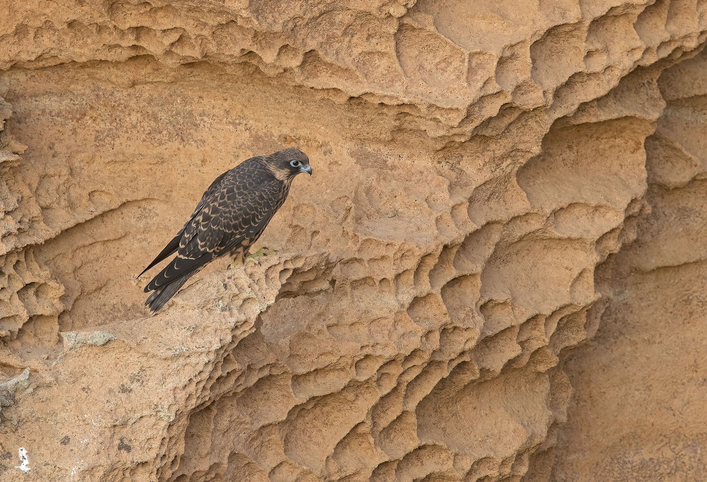 falco della regina(falco eleonorae)