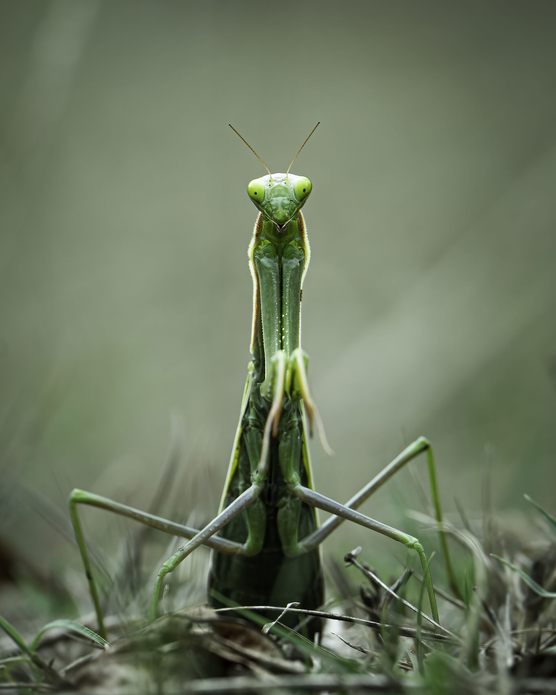 Mantis religiosa