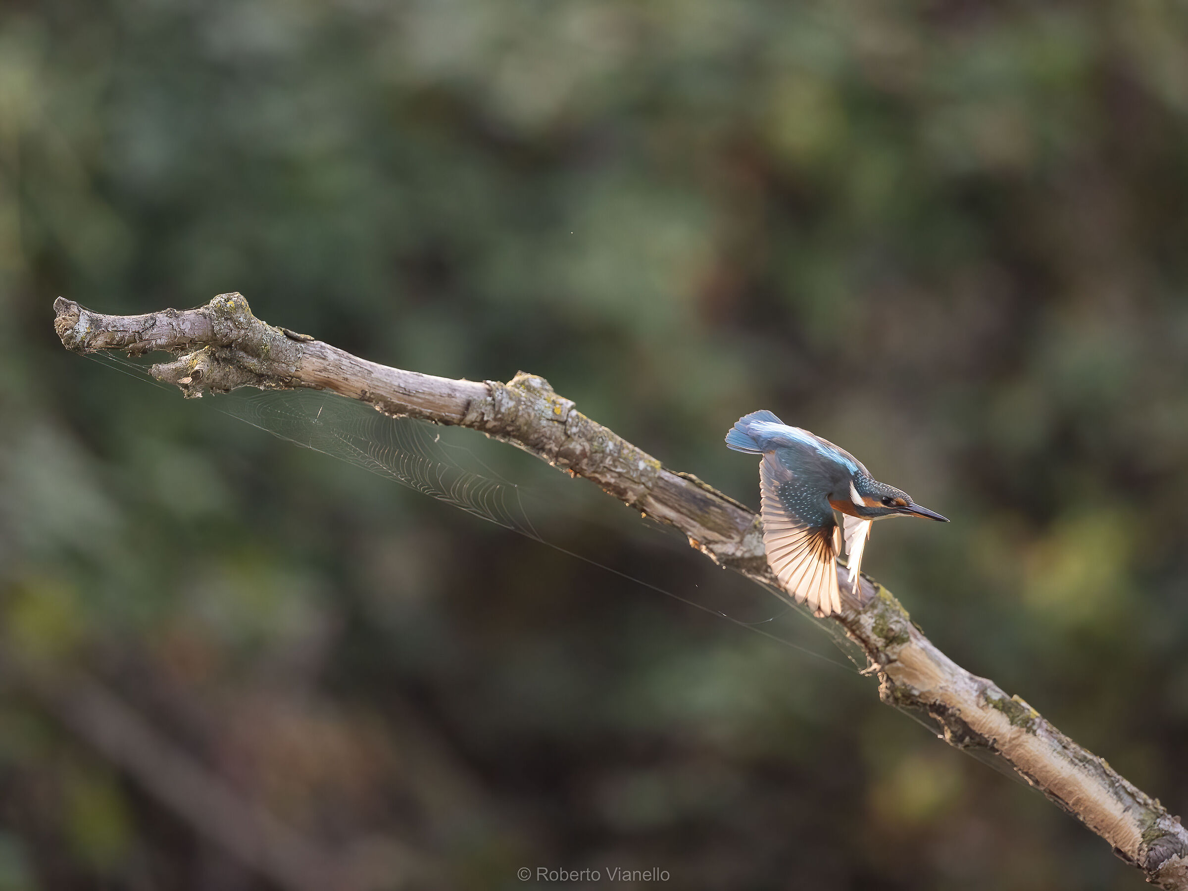 Martin pescatore femmina (Alcedo atthis)