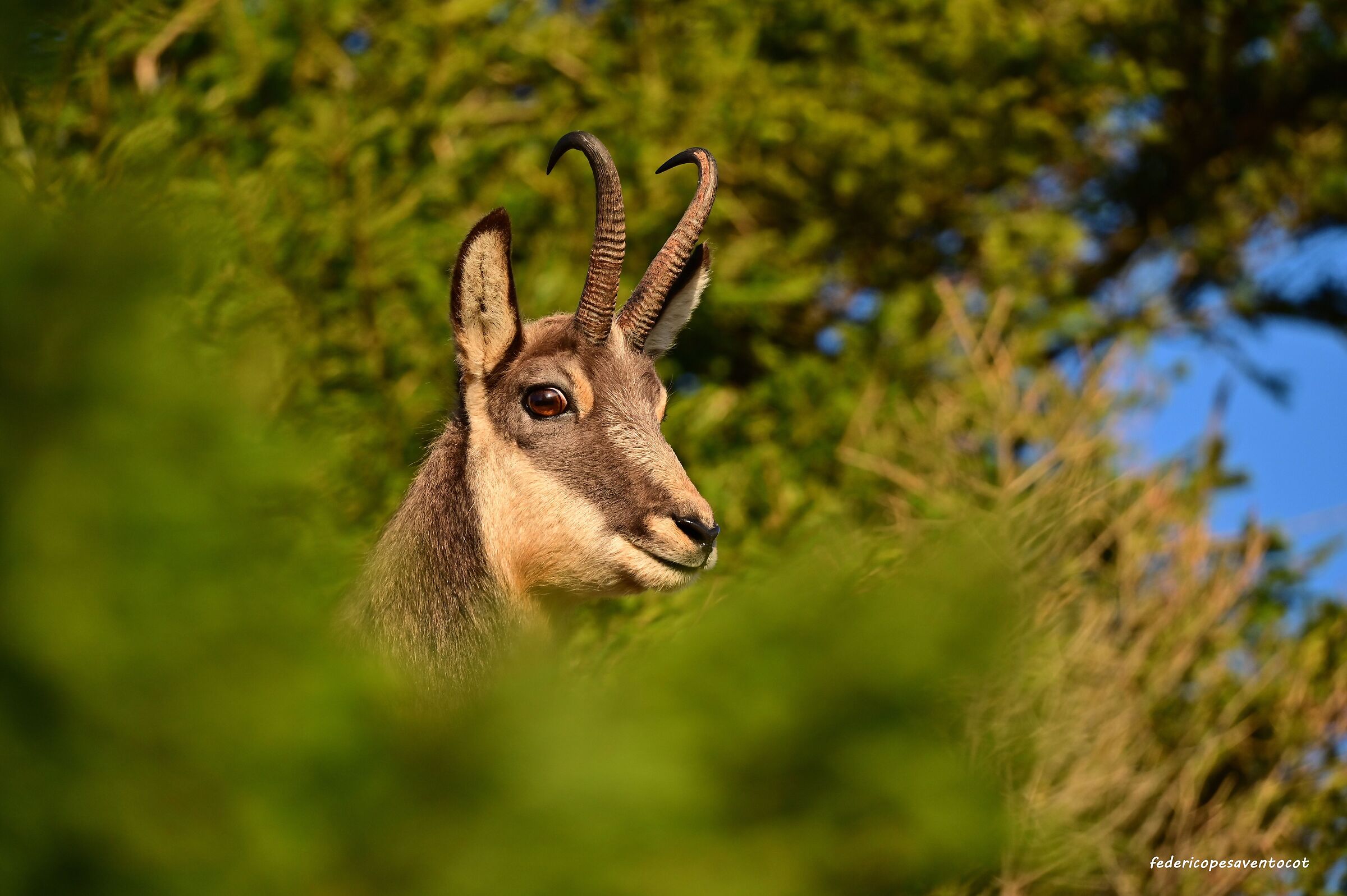 Sguardi