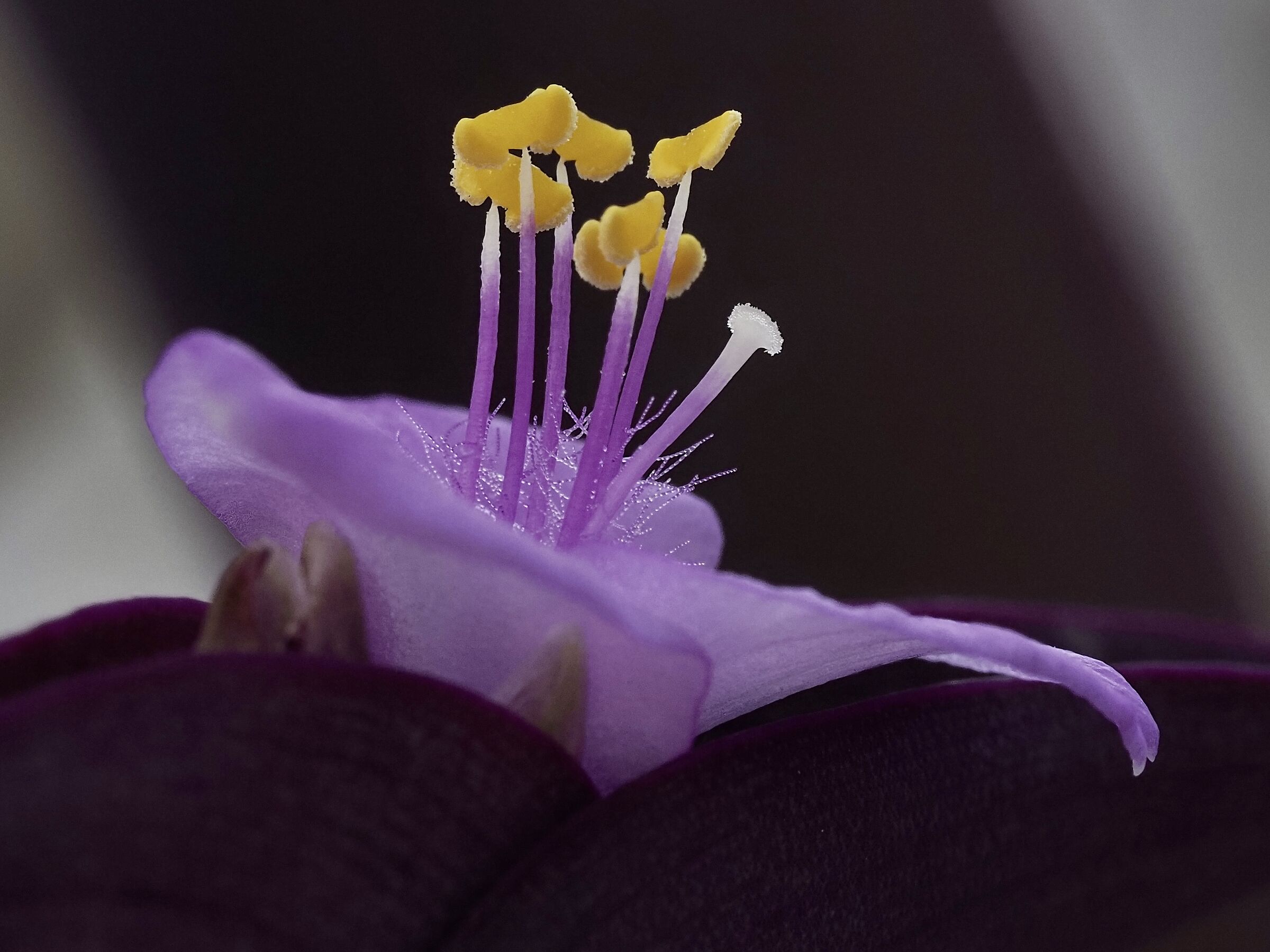 Tradescantia Pallida 'Purpurea' Succulenta