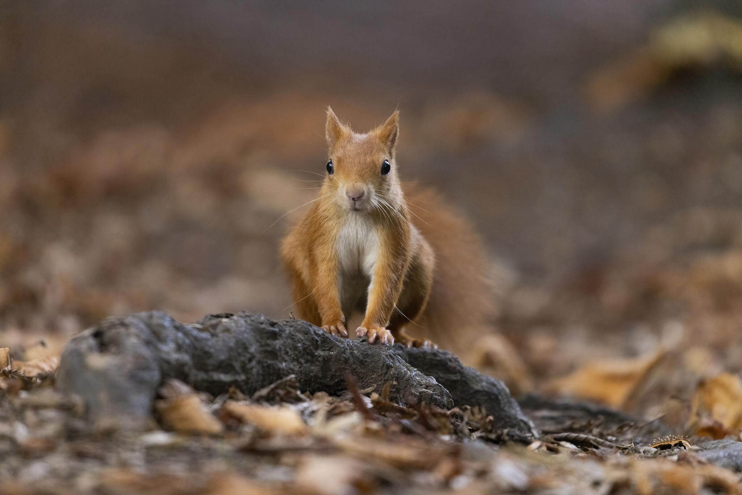 Scoiattolo Brianzolo