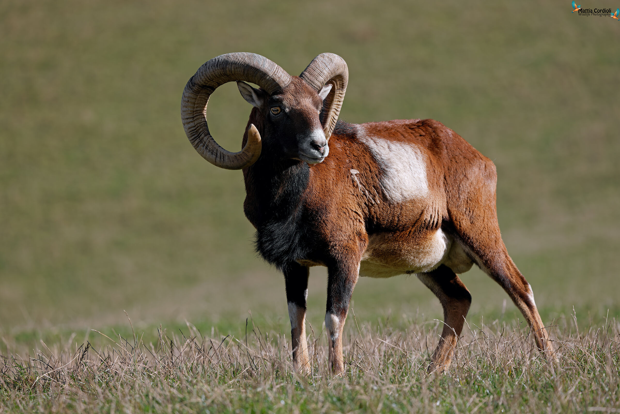 Mouflon