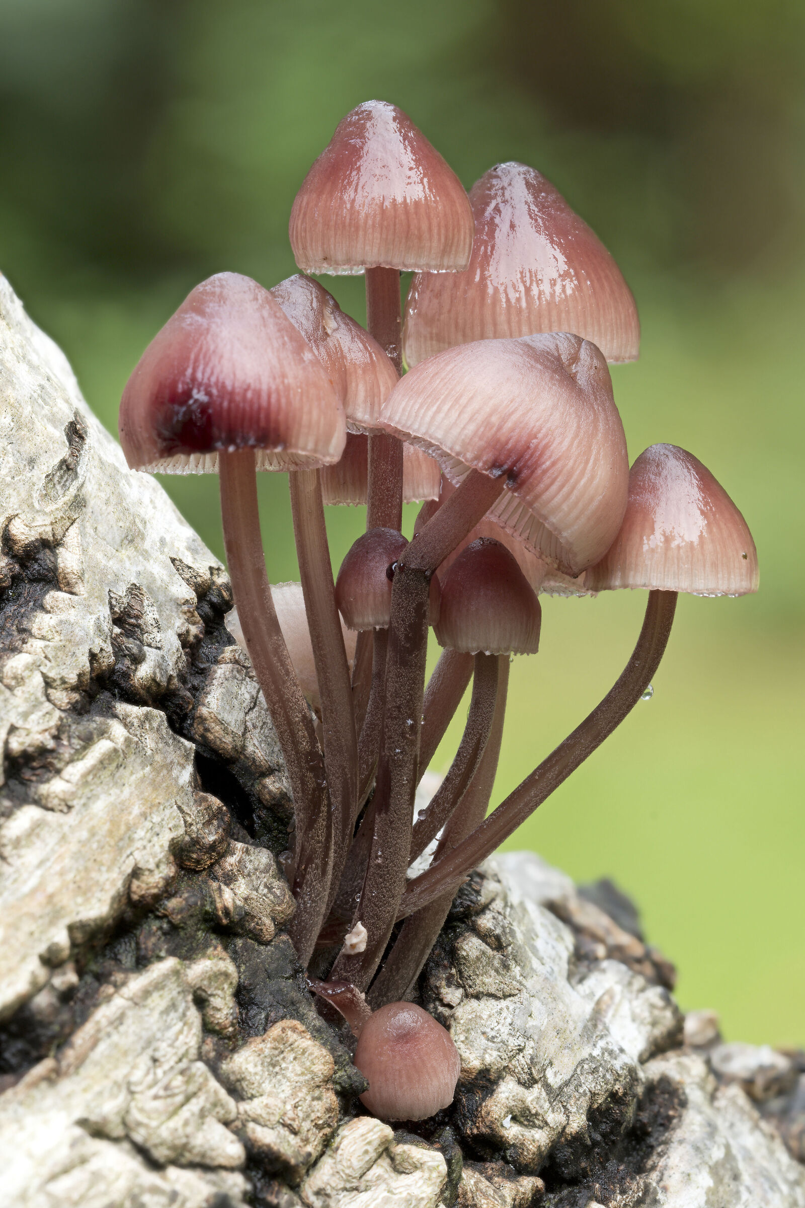 Mycena haematopus