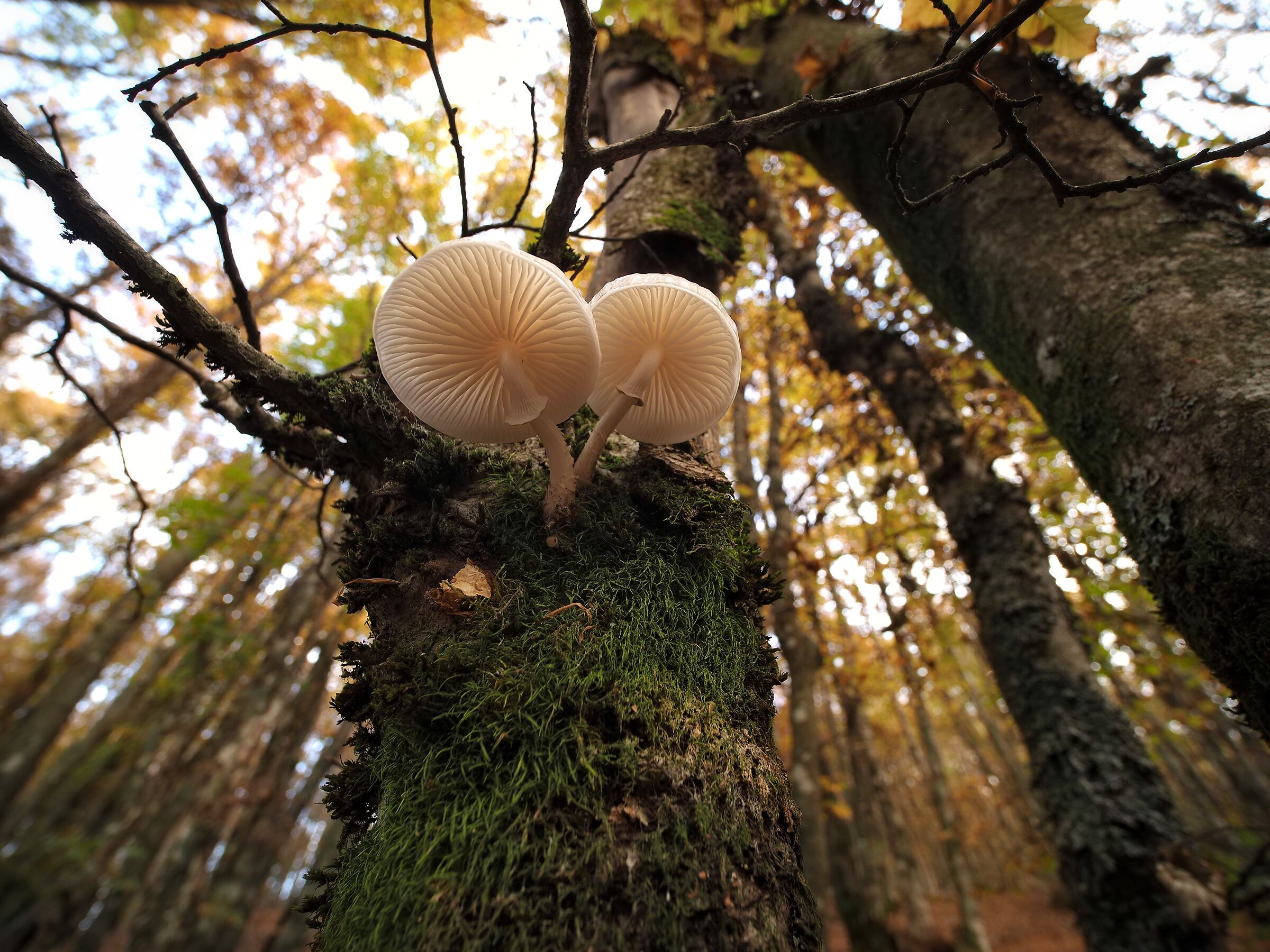 Funghi da sotto