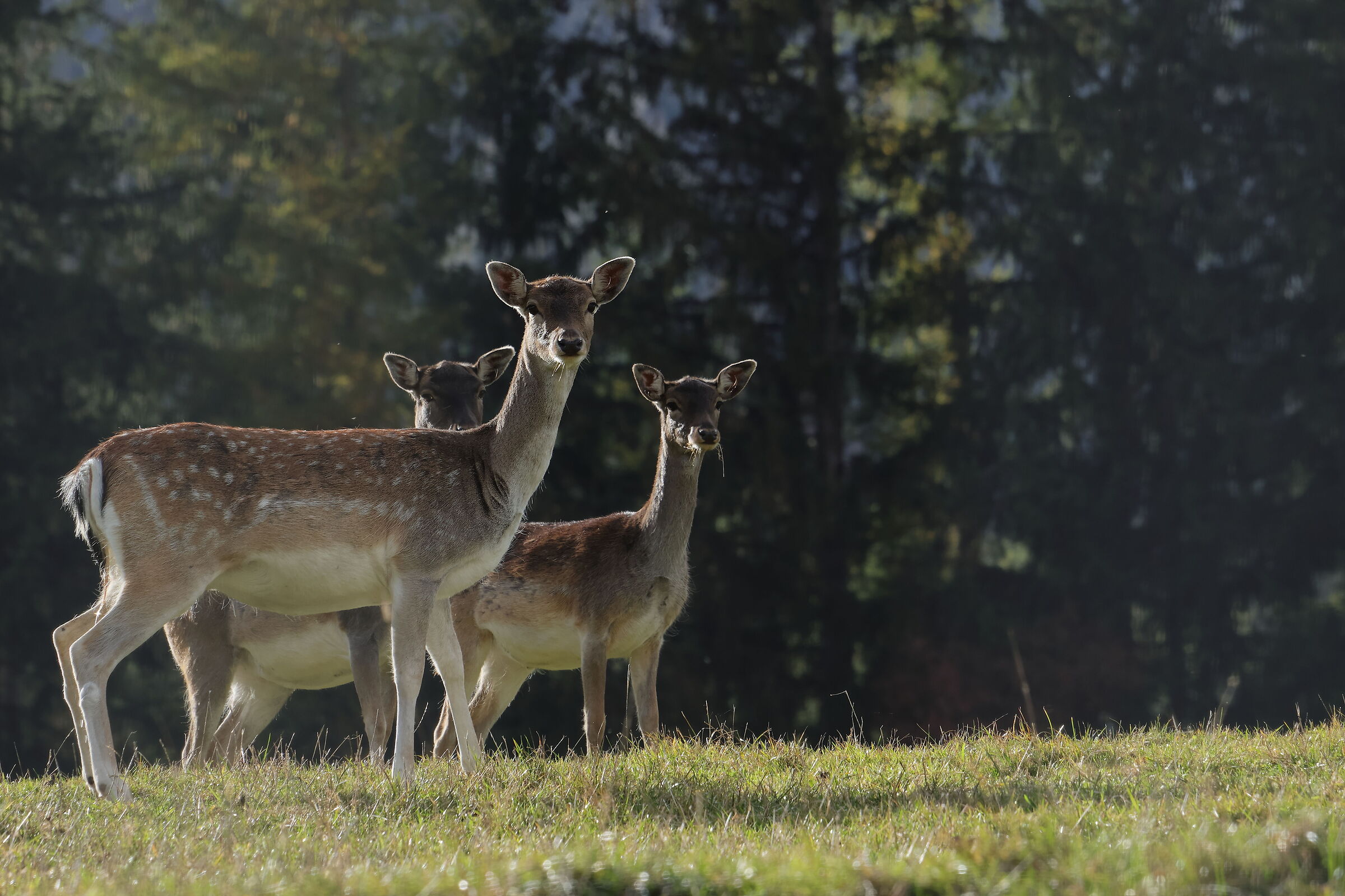 Incontri in Dolomiti