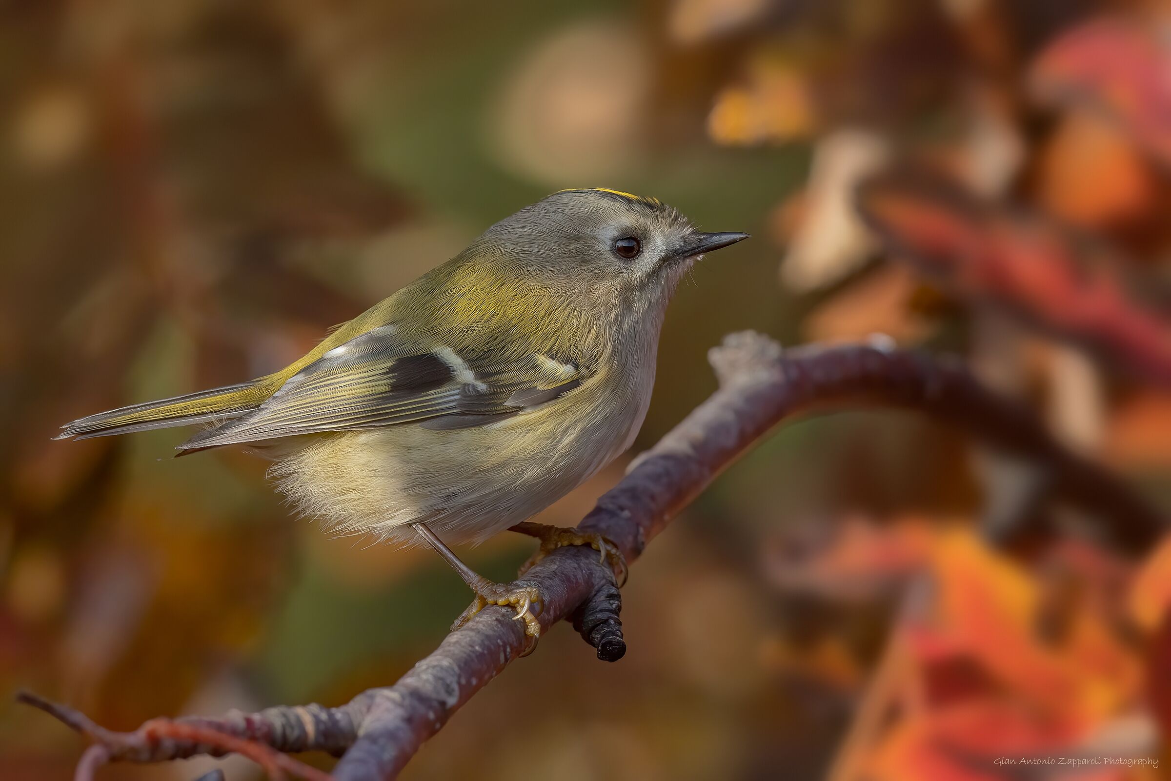 Regolo (Regulus regulus)