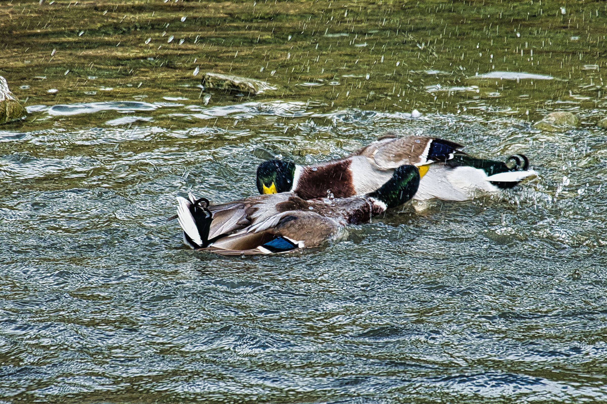 Scontro tra 'titani'