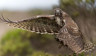 Accipiter cooperii