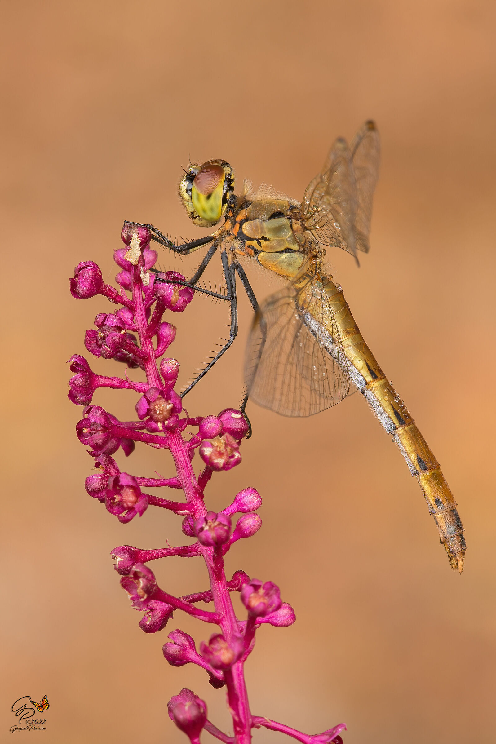 Caldi colori autunnali