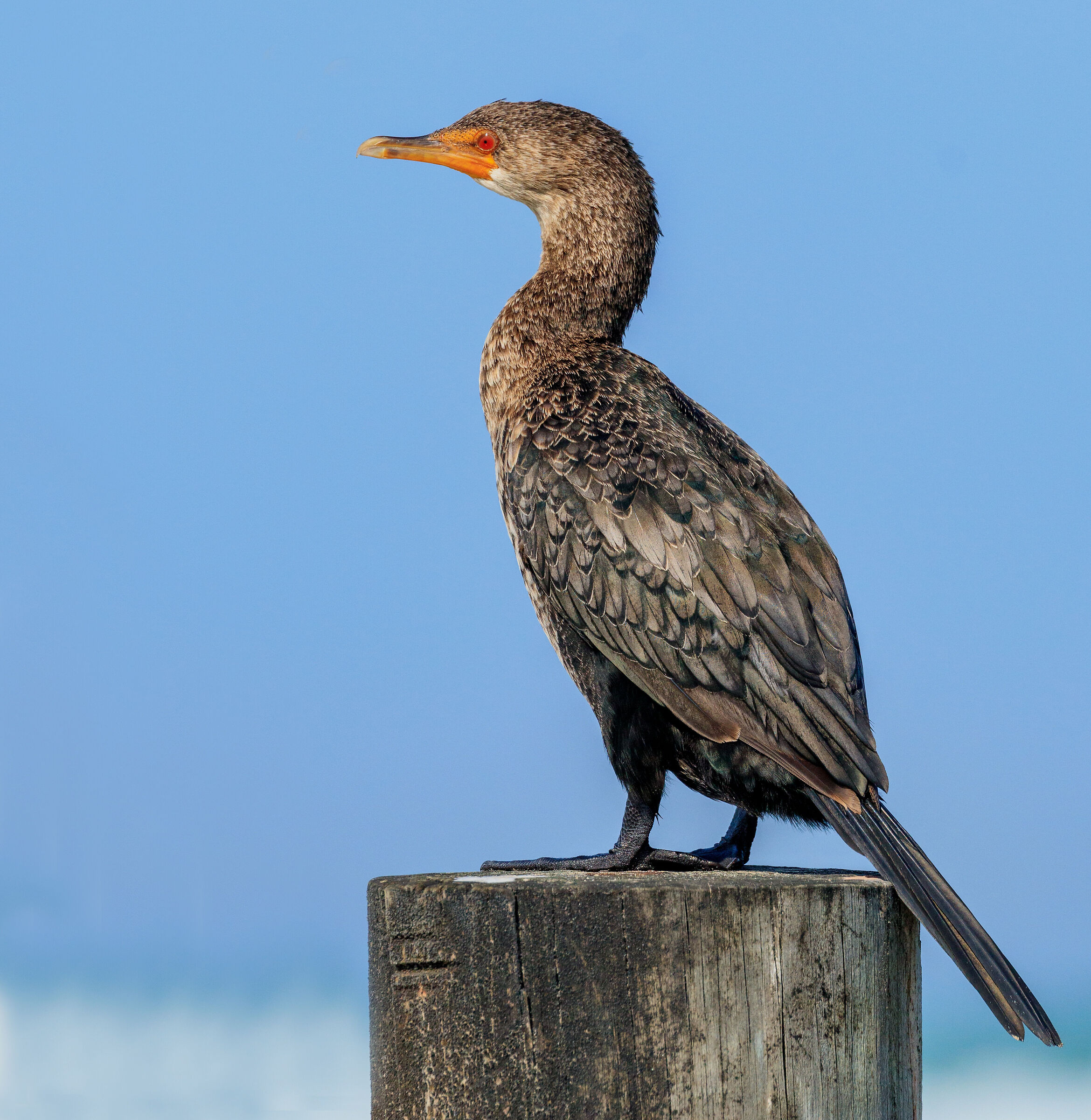 Cormorano giovanile (2022)