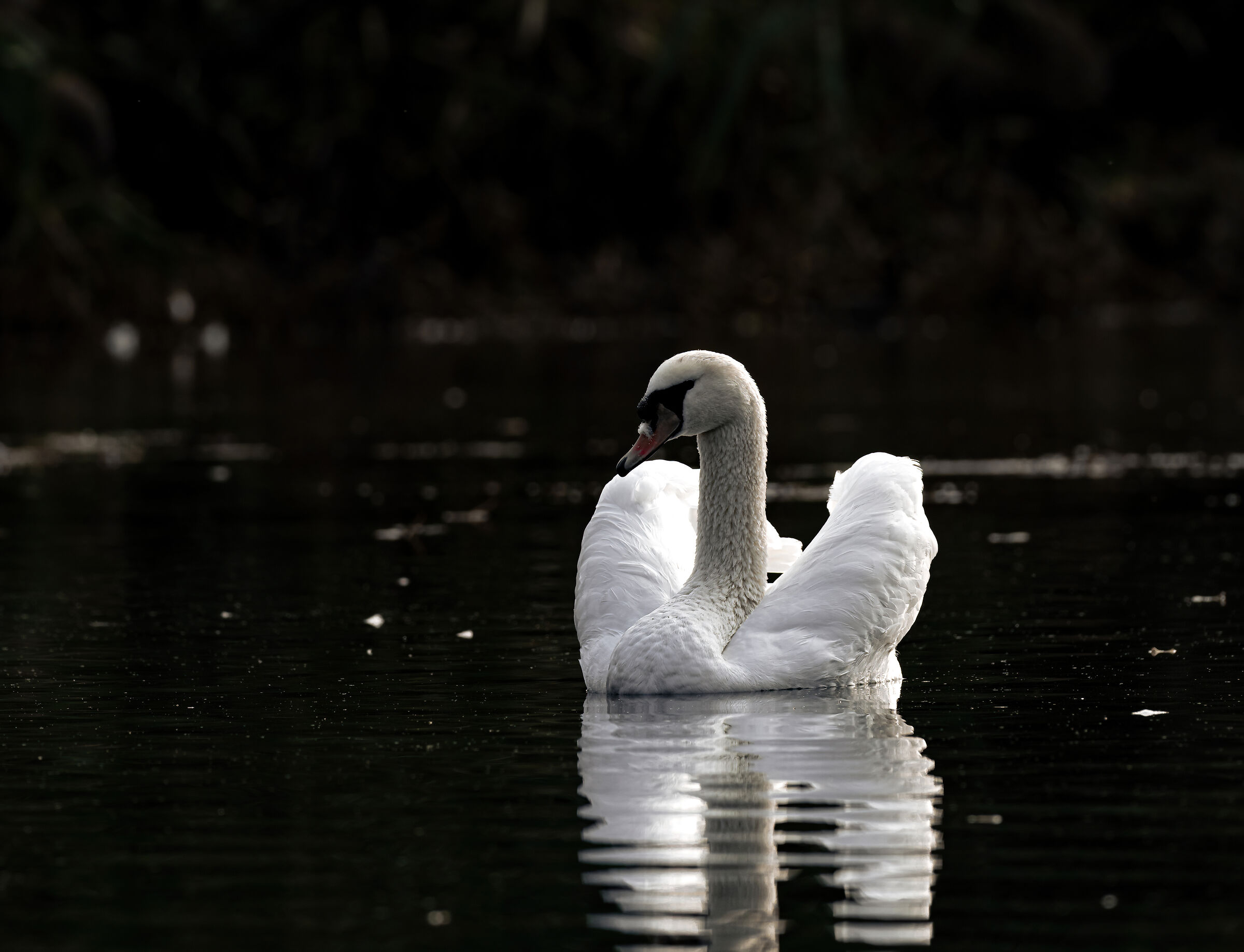Swan