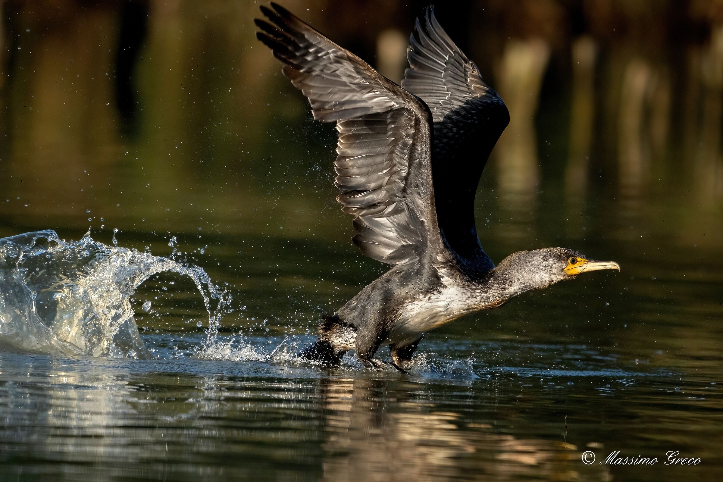 The take-off of the Cormorant
