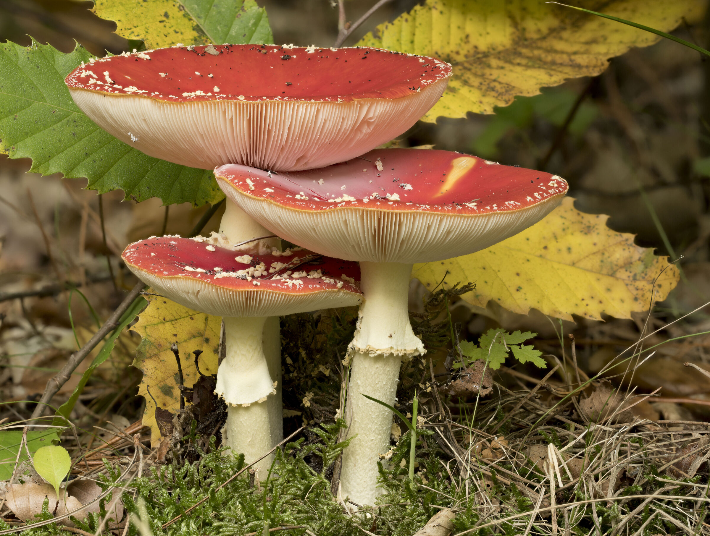 Amanita muscaria