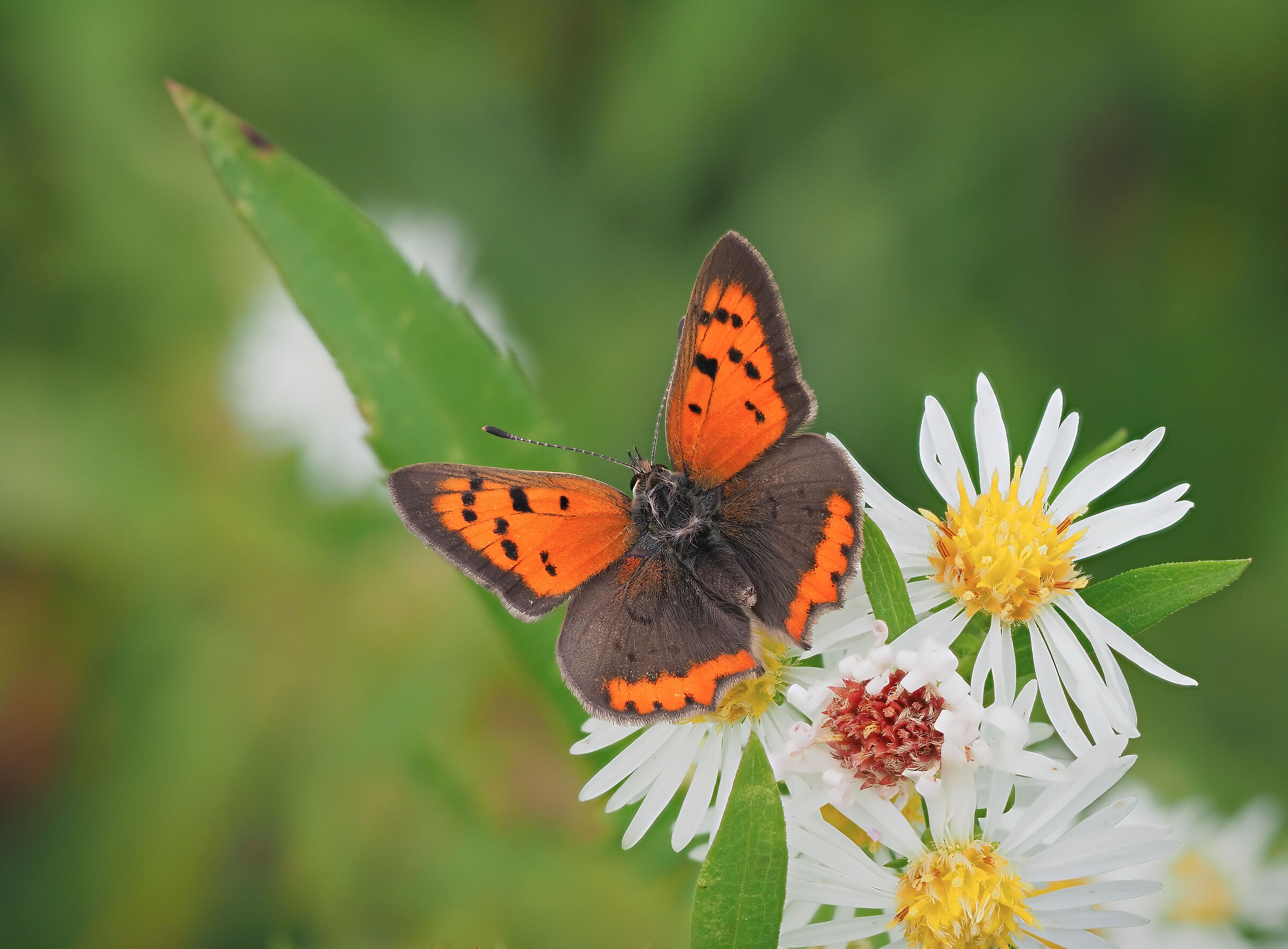 Lycaena phlaeas