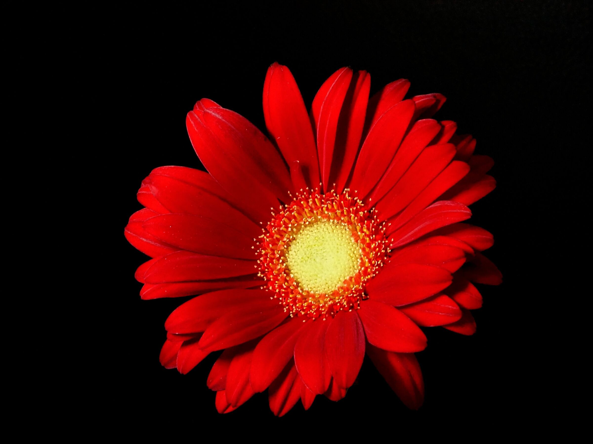 Red passion