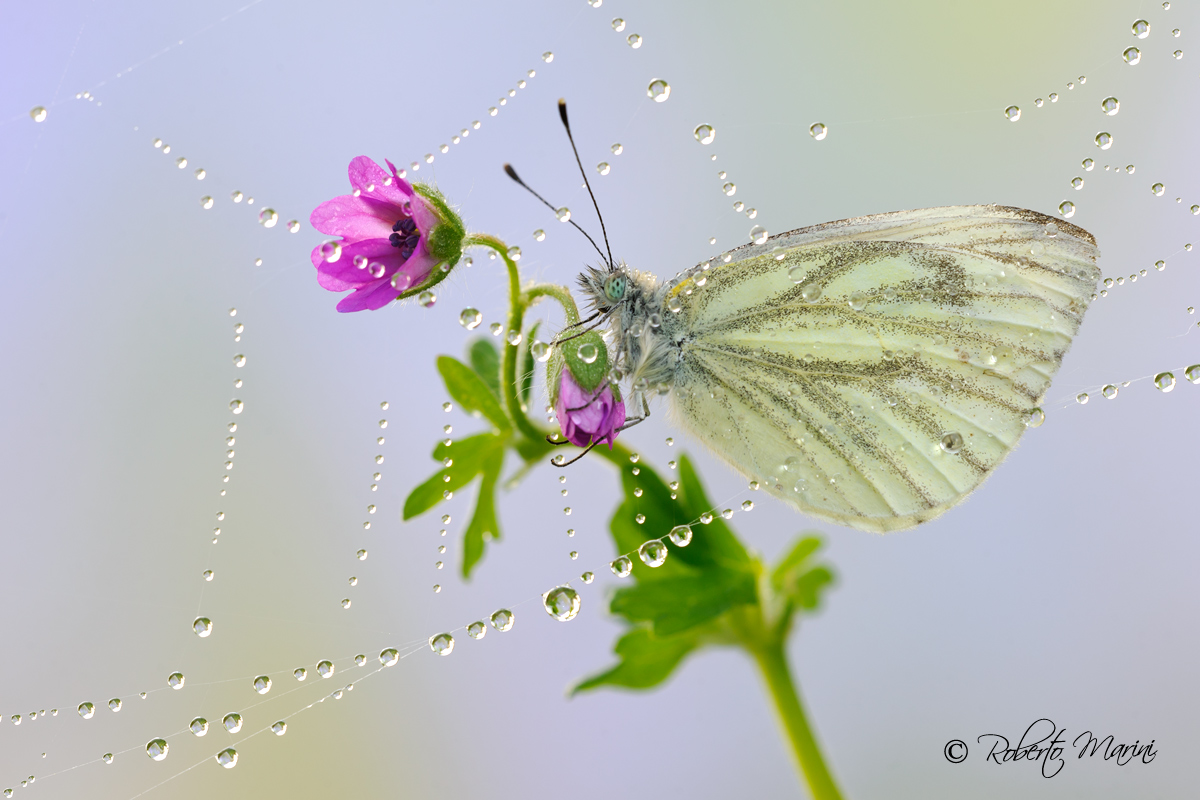 °°°°°Napisperla°°°°°