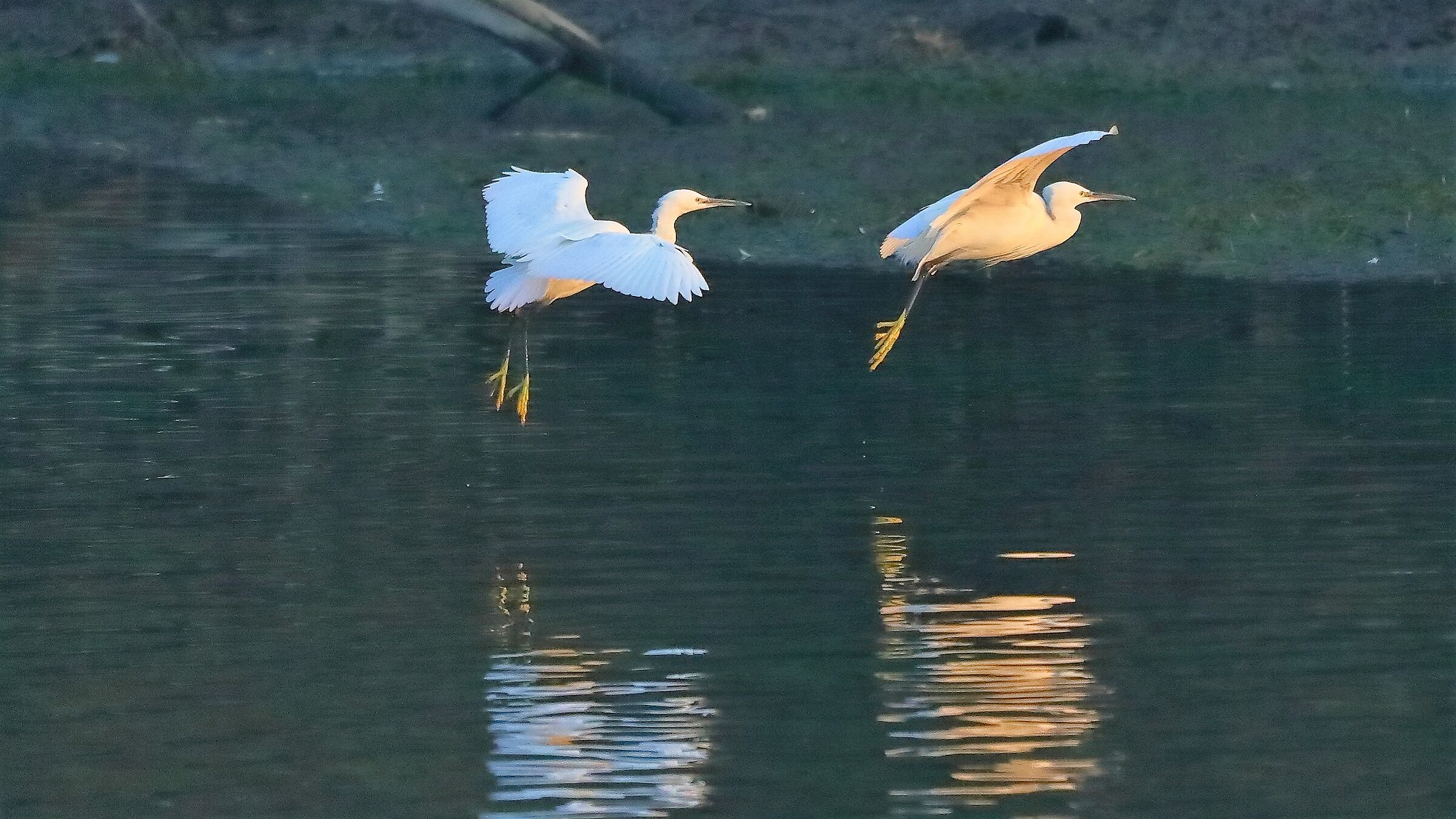 Garzette 20 gen 2022 --053--