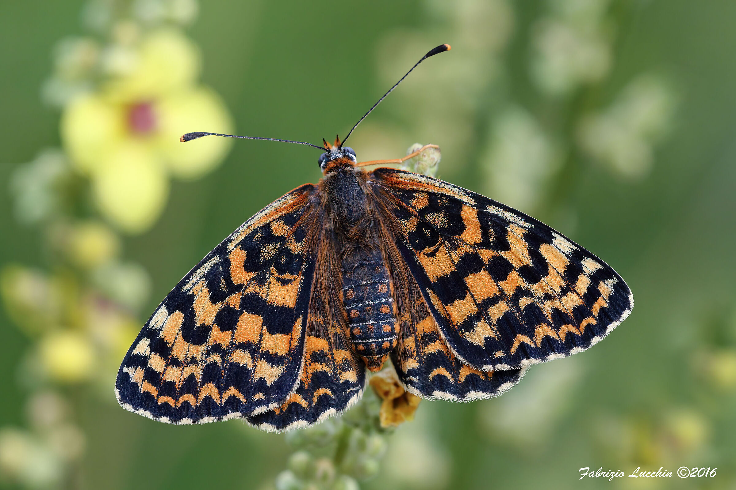 Melitaea didyma (esemplare femmina)